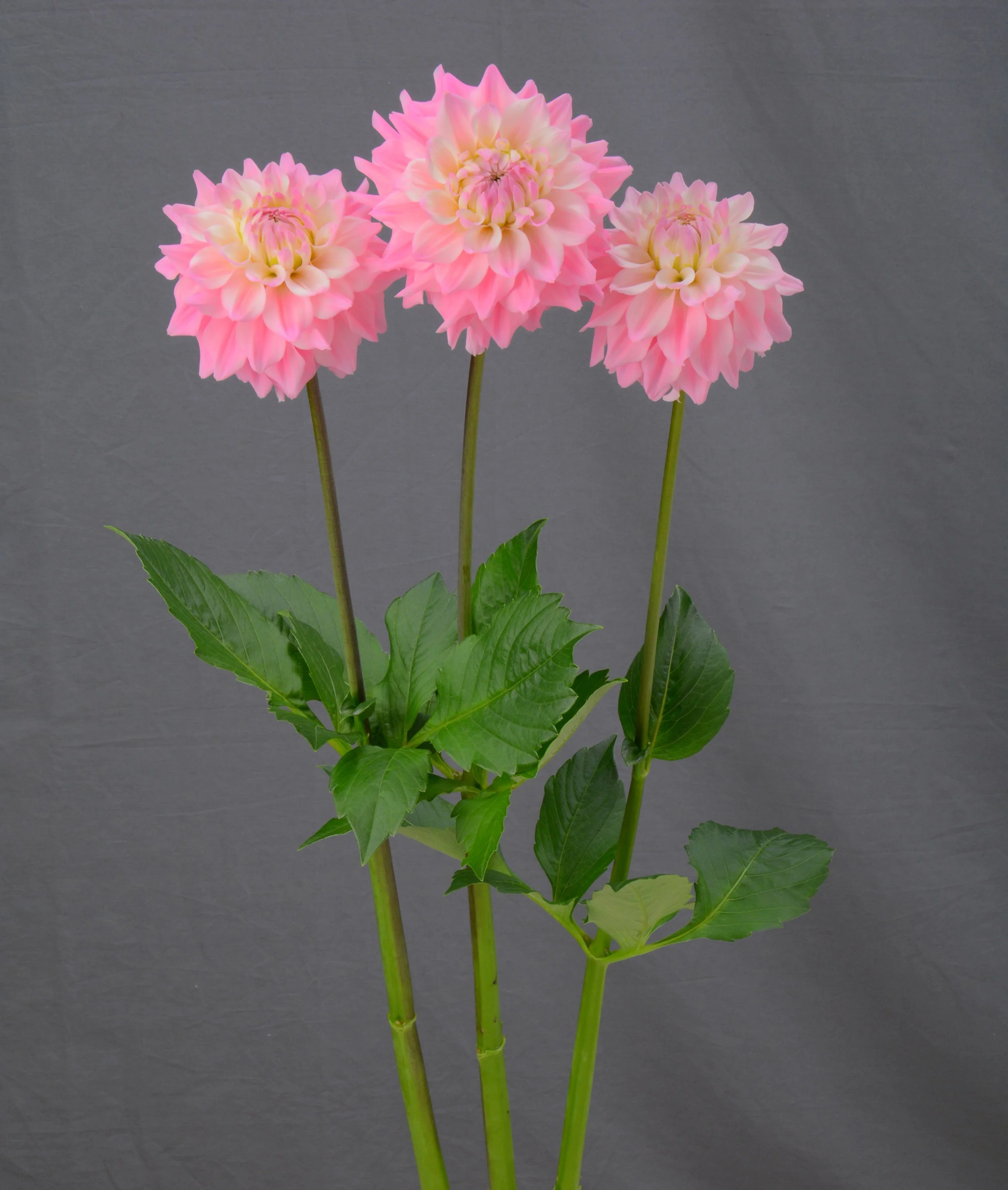 Margarita - potted Dahlia