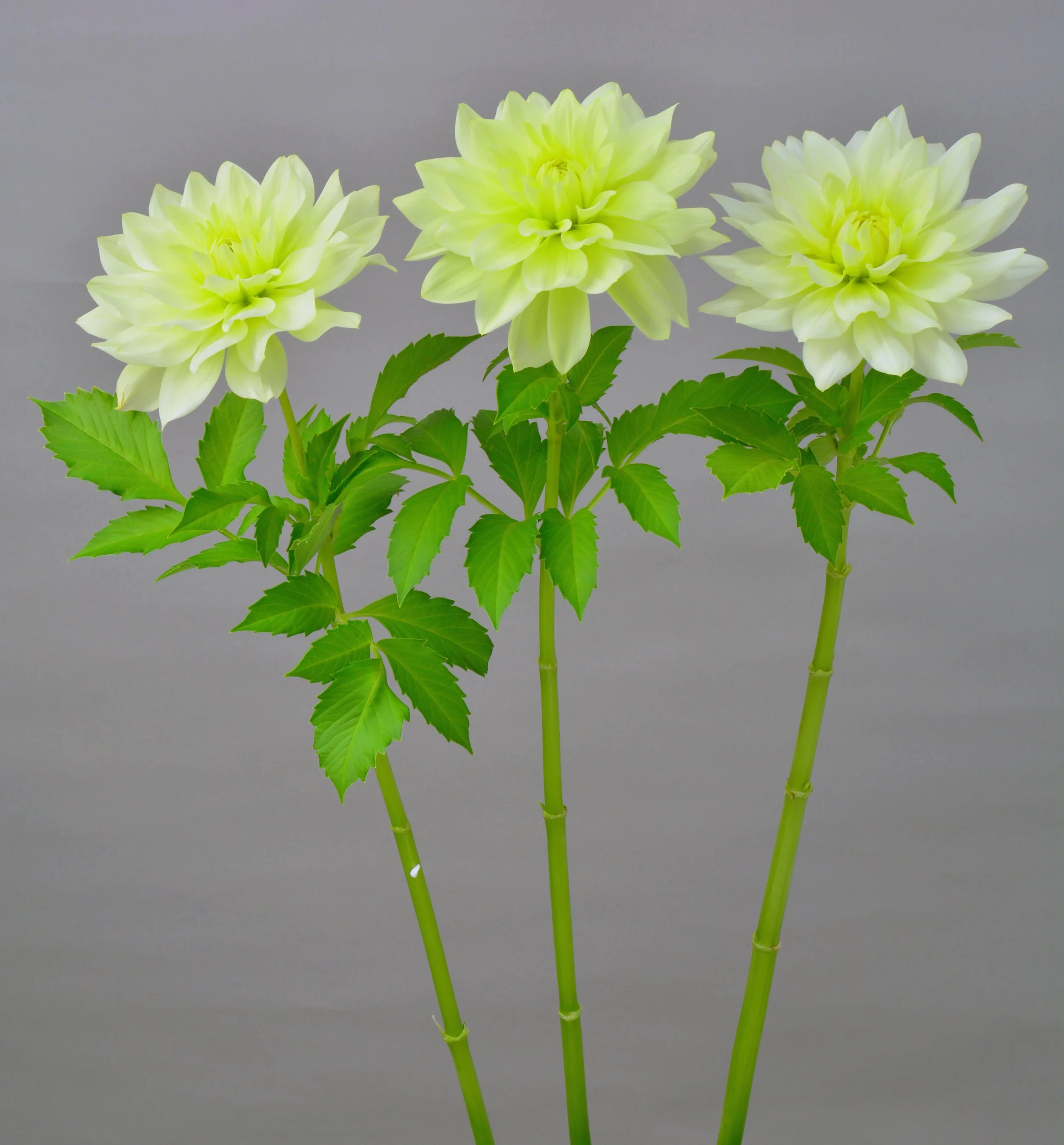 Yellow Quartz - potted Dahlia