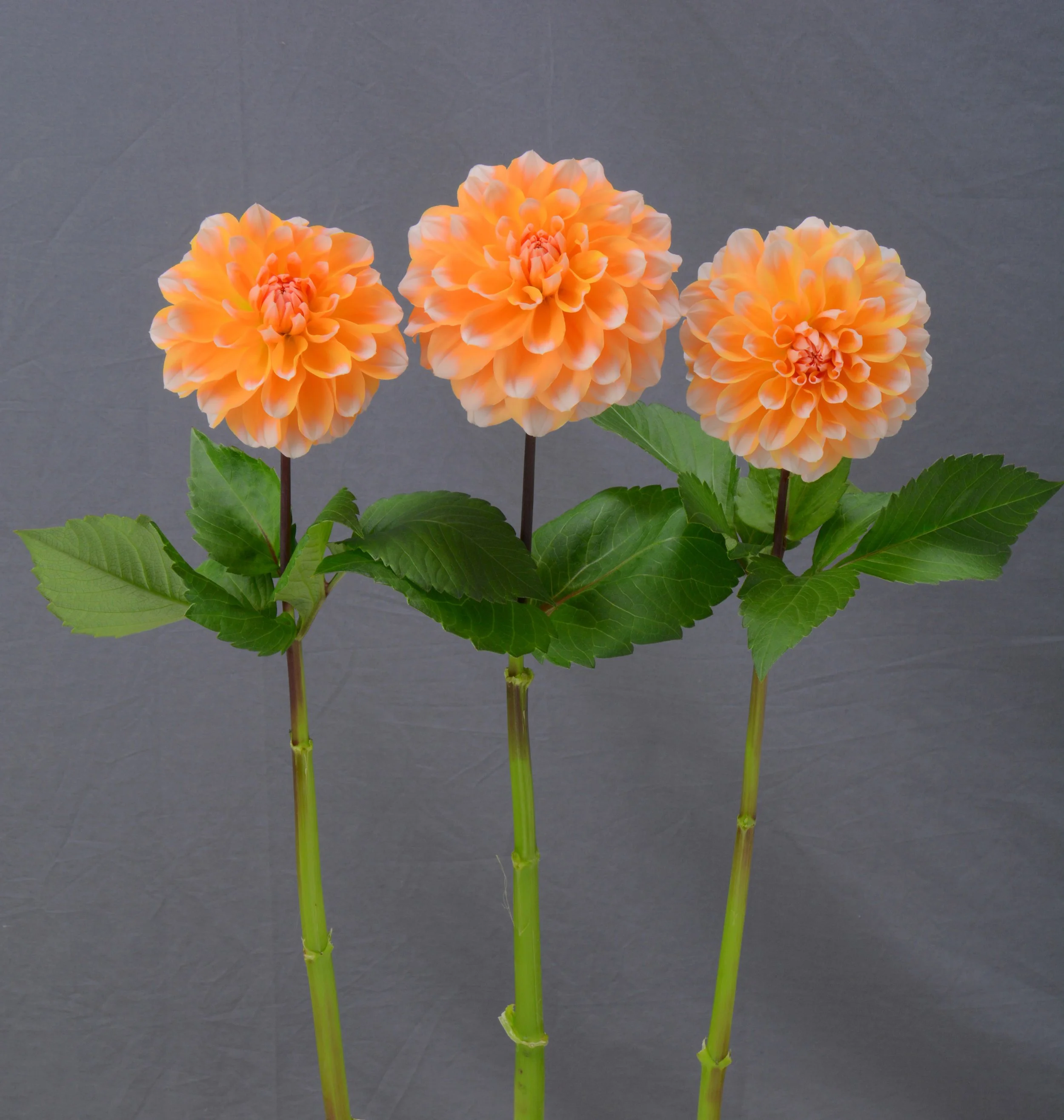 Portlight Pair Beauty - potted Dahlia