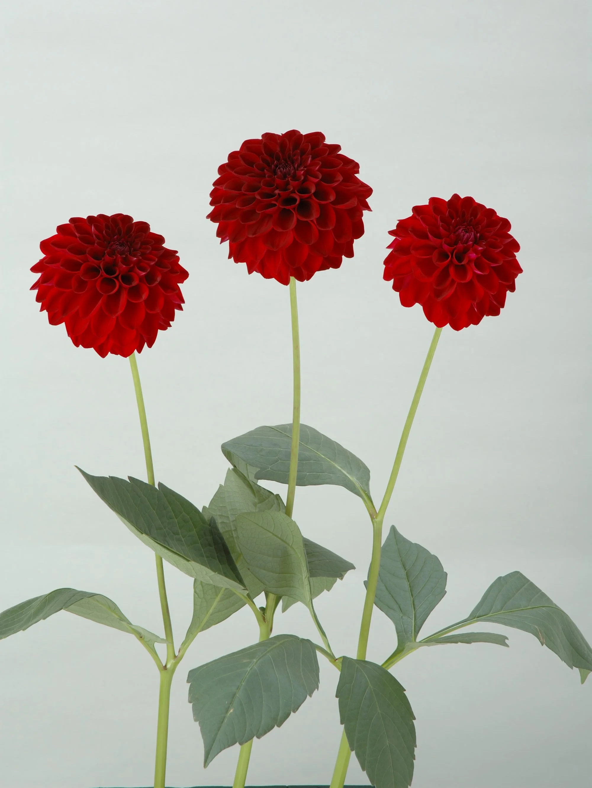 Jesse Rita - potted Dahlia