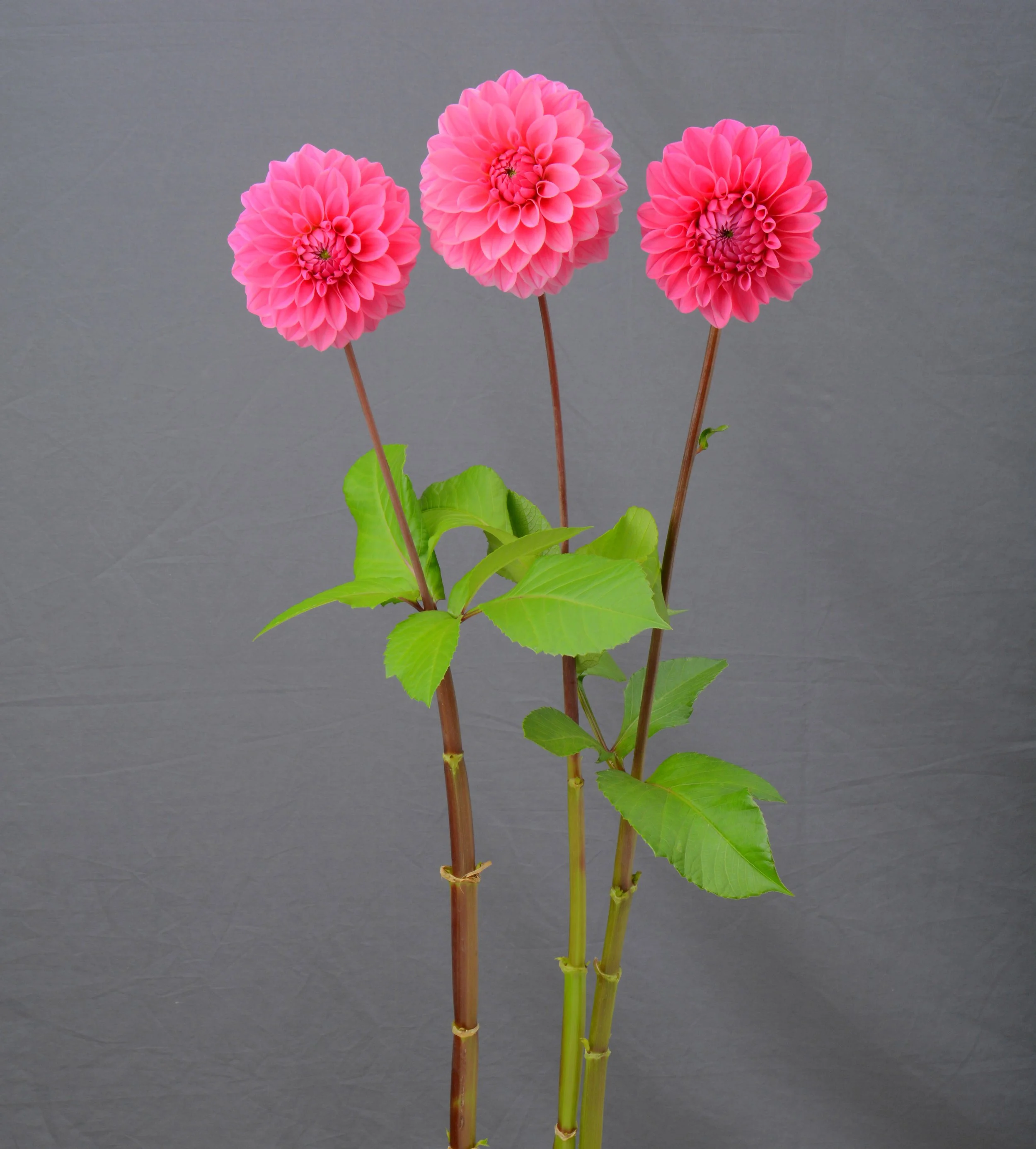 Mitchan - potted Dahlia