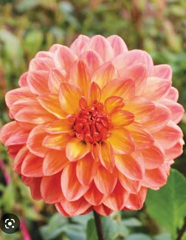 April Glory - Dahlia Tuber