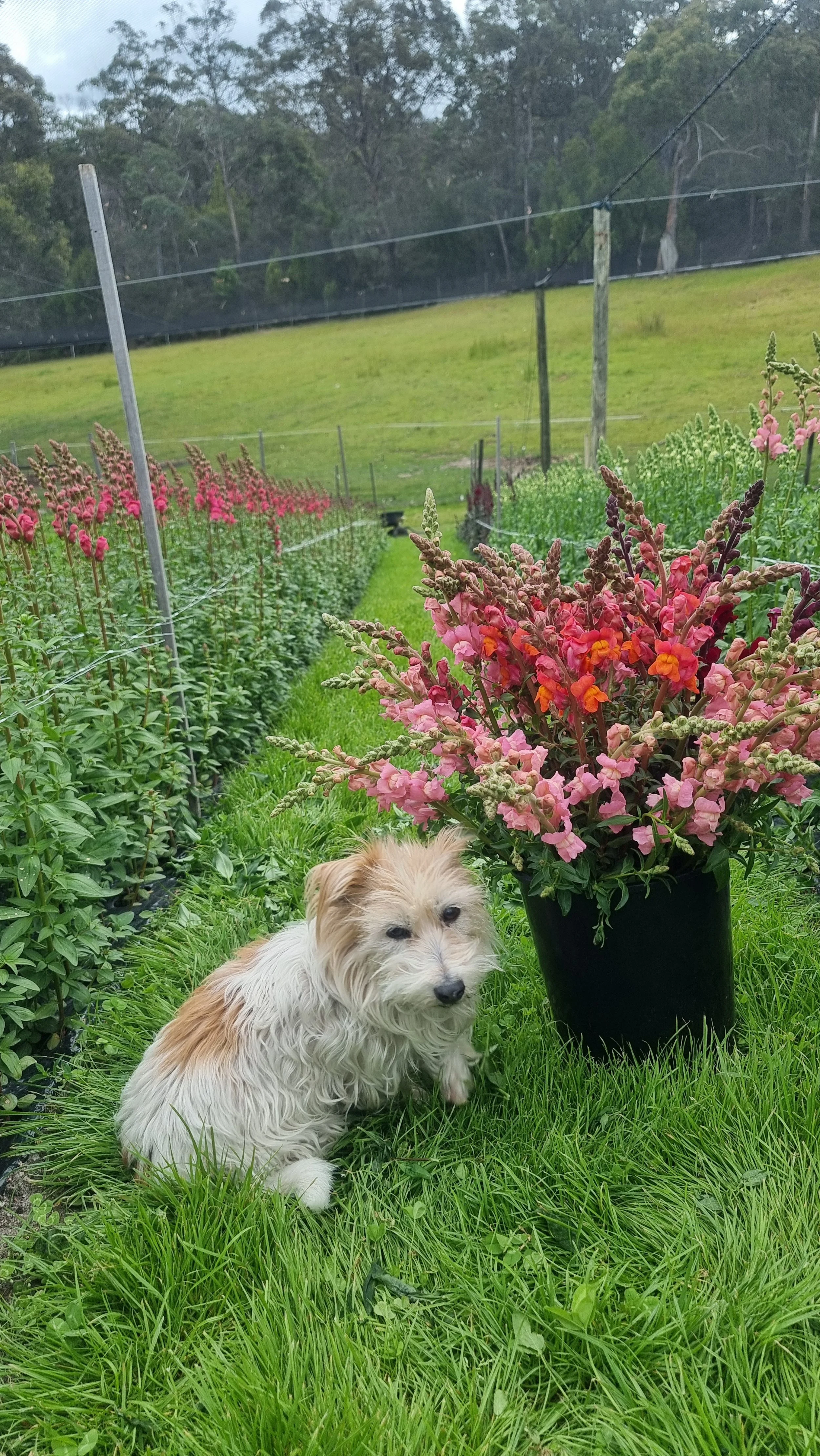 A small, fluffy, light-colored dog sitting on green grass beside a pot of pink and purple flowers in a garden or farm setting, with rows of flowering plants and trees in the background.