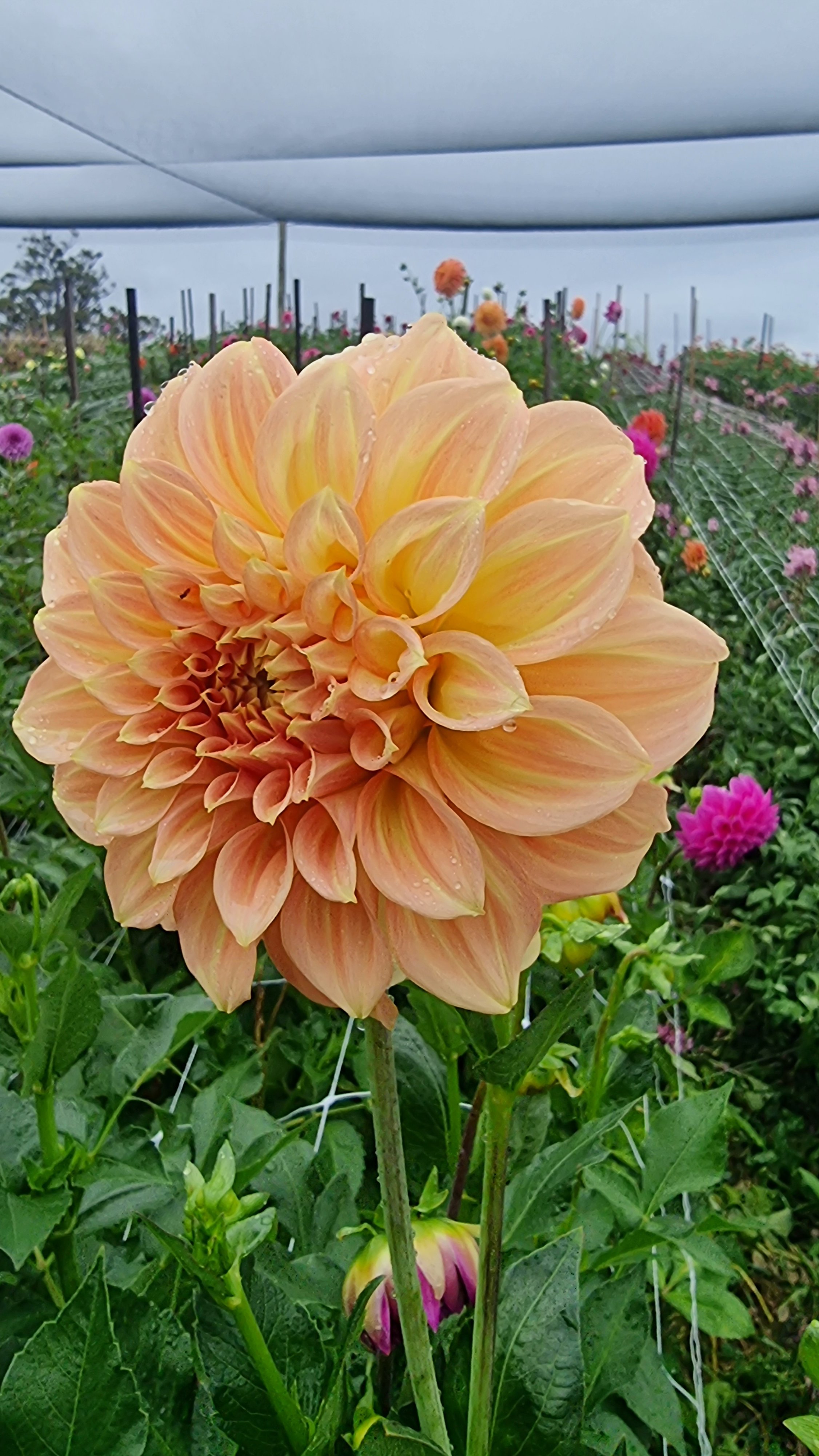 Bracken Palamino - Dahlia Tuber