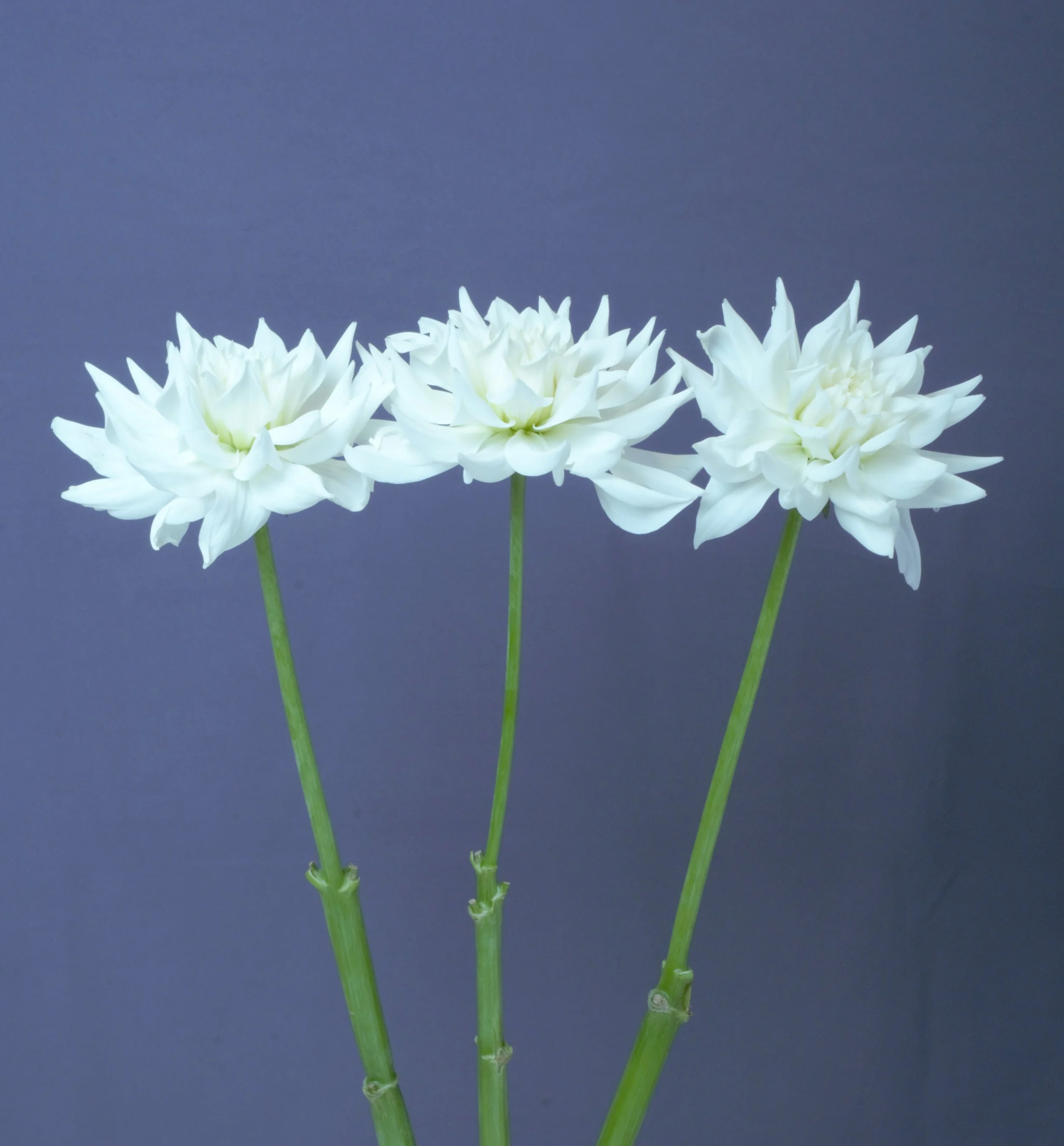 White Quartz - potted Dahlia