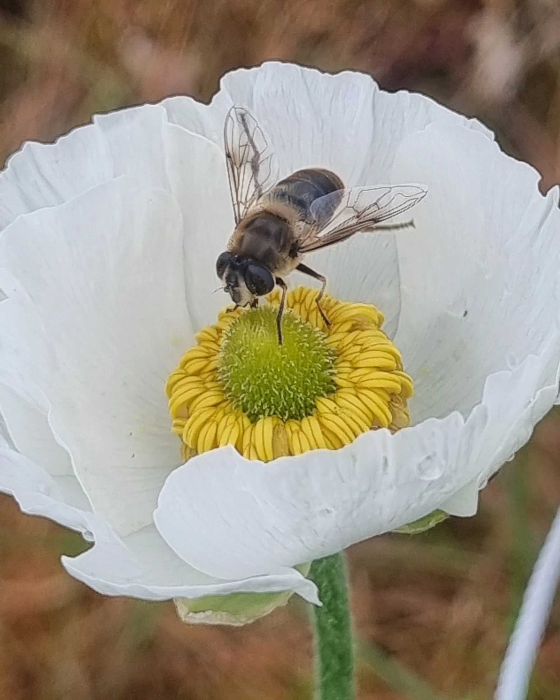 A bee perched on the yellow center of a white flower, collecting nectar, with a blurred brown background.