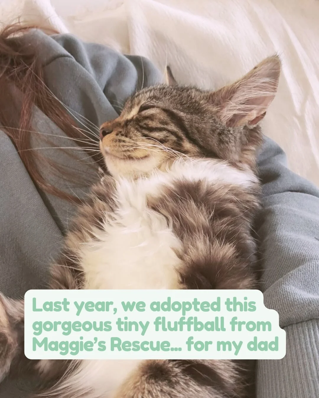 My dad didn&rsquo;t think he needed a cat&hellip;but Daisy had other plans 😻

Swipe to meet the little rescue fluffball who stole his heart and inspired me to give back to the amazing team at @maggiesrescue 💚

🐾 I donate 10% of every pet portrait 
