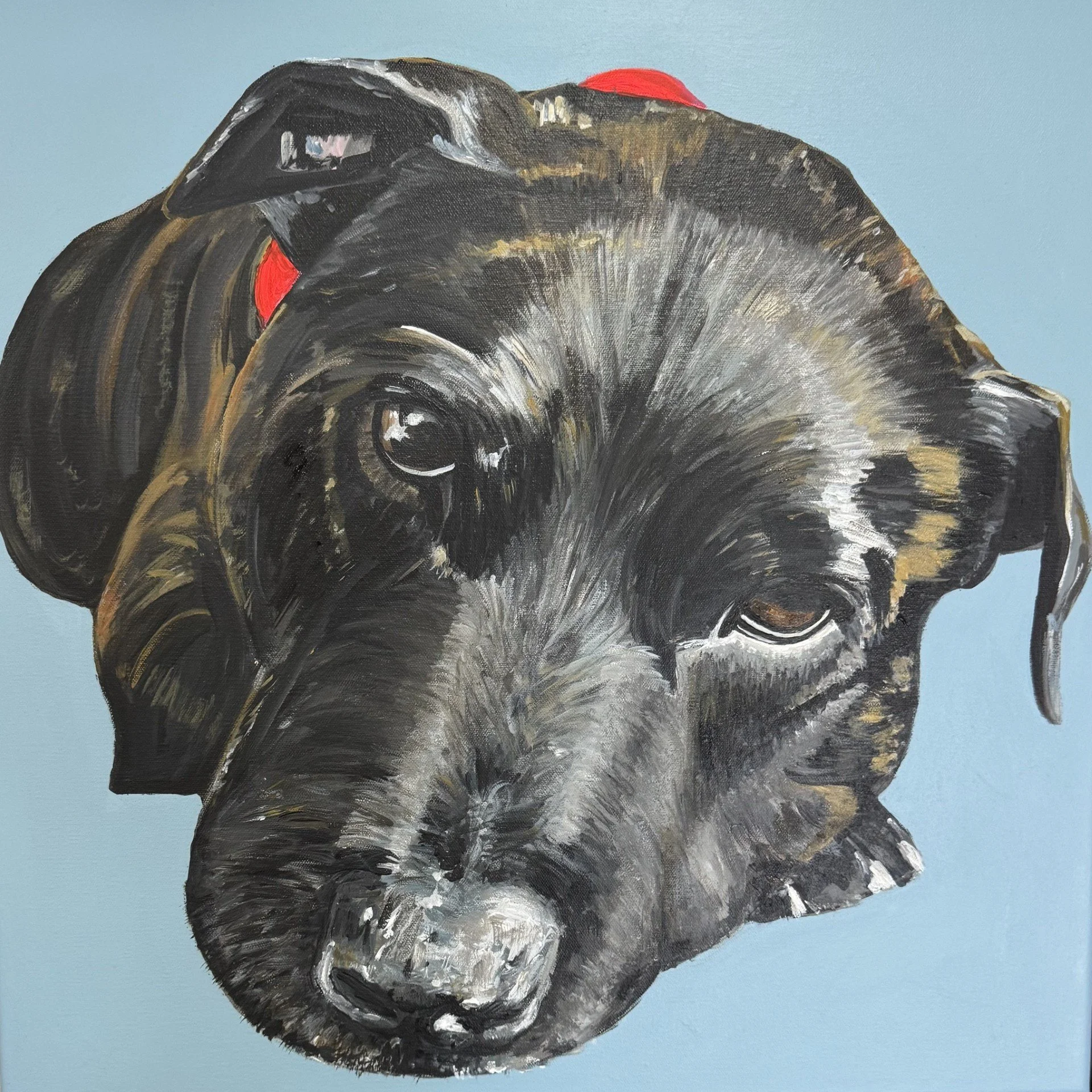 Marley pet portrait.jpg