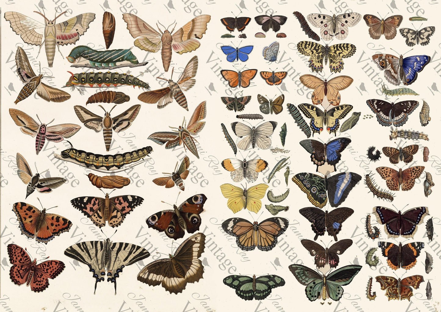 Scientific Butterfly A4 — Your Site Title