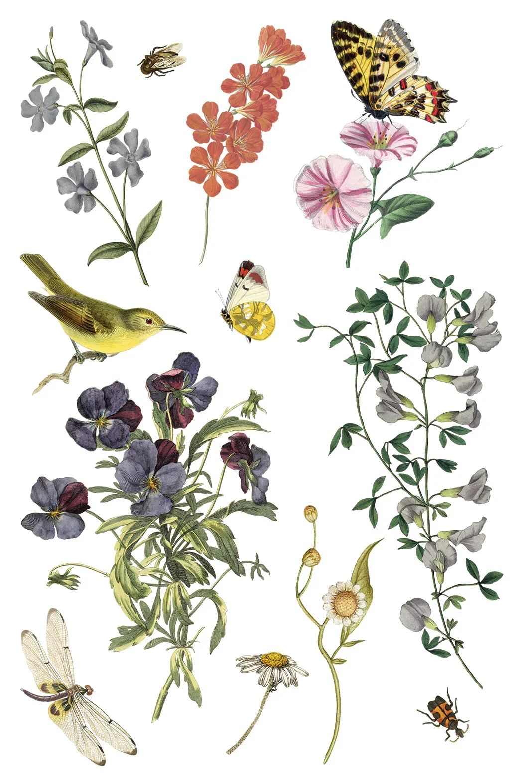 WILDE BLOEMAN  6.webp