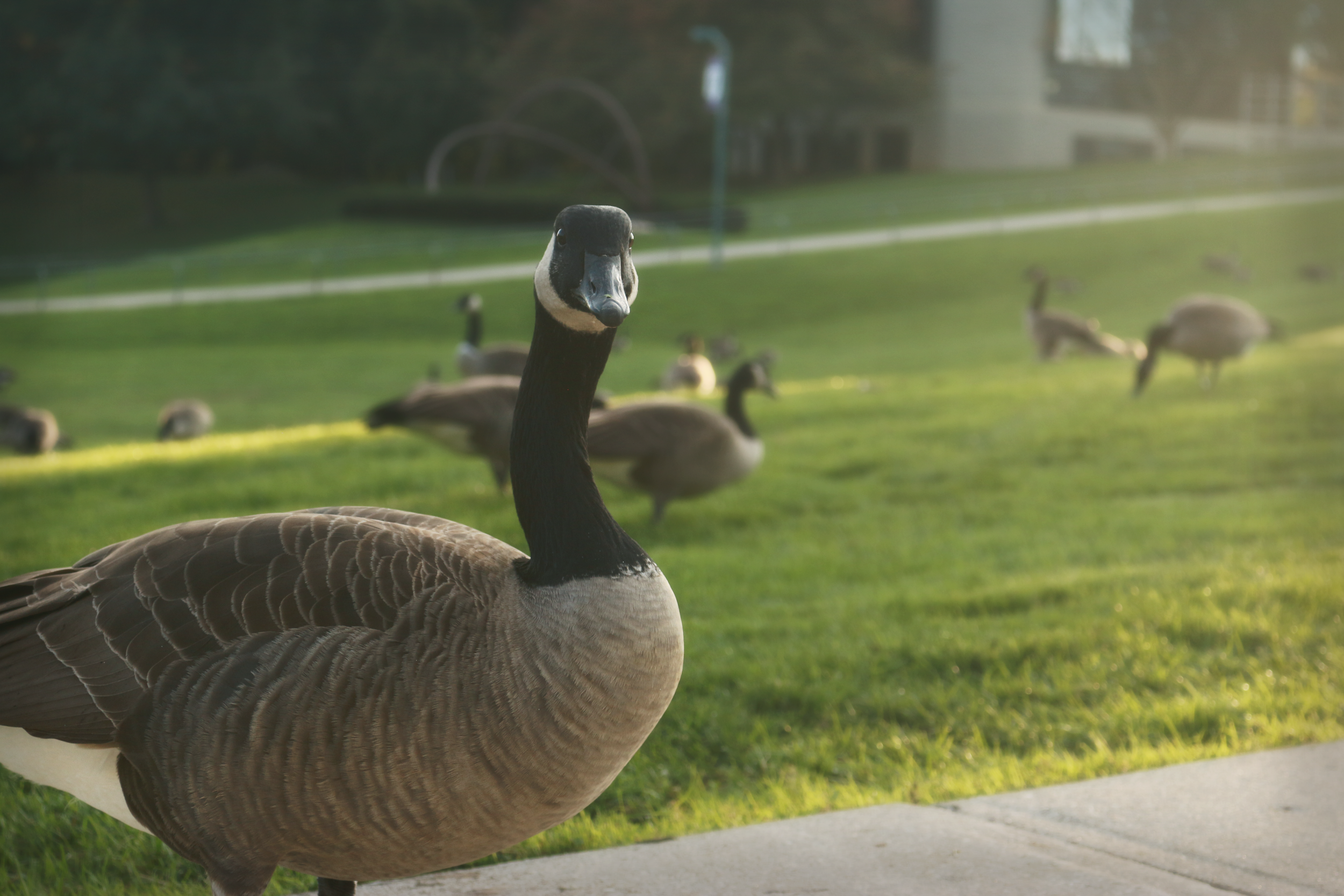 goose_1.png