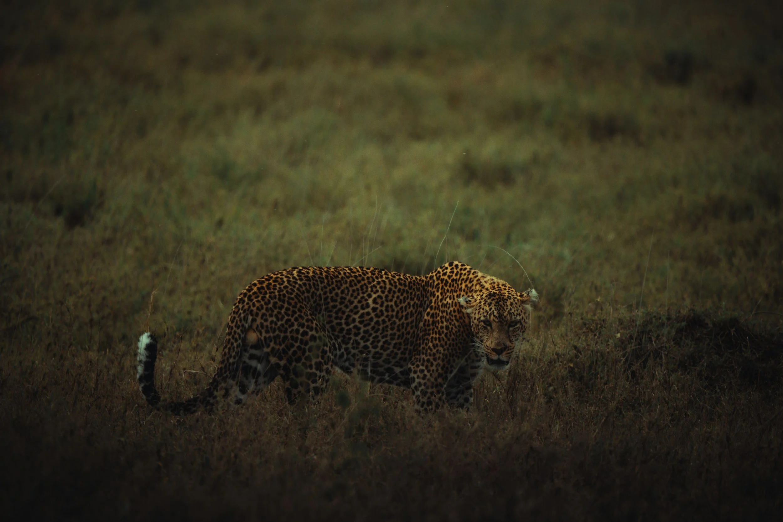 unsplash-image-tifkjfPx52Q.jpg