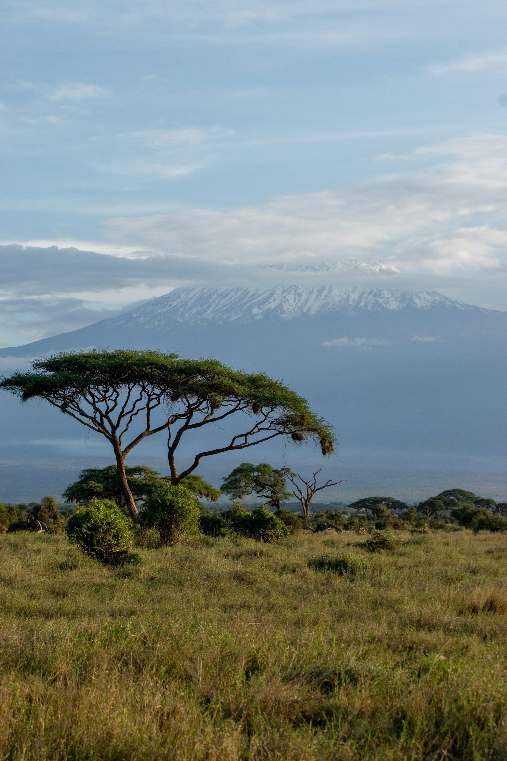 A savannah landscape with scattered trees and Mount Kilimanjaro snow-capped in the background.
