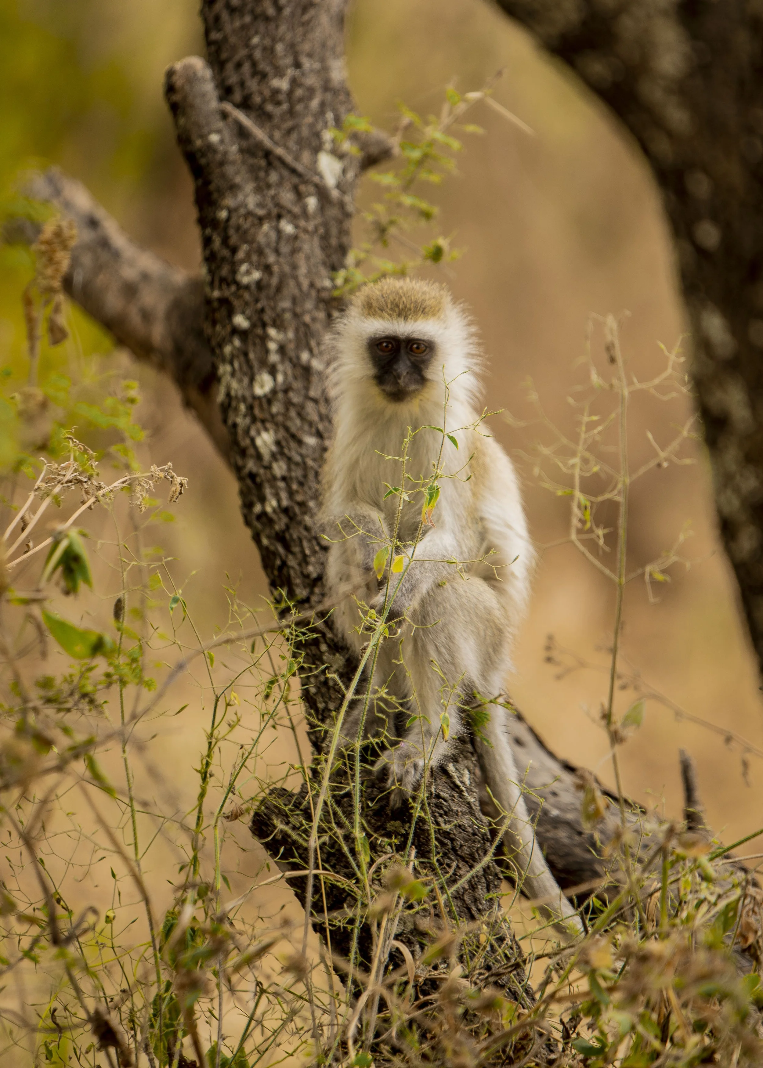 kili climb safaris_48.JPG