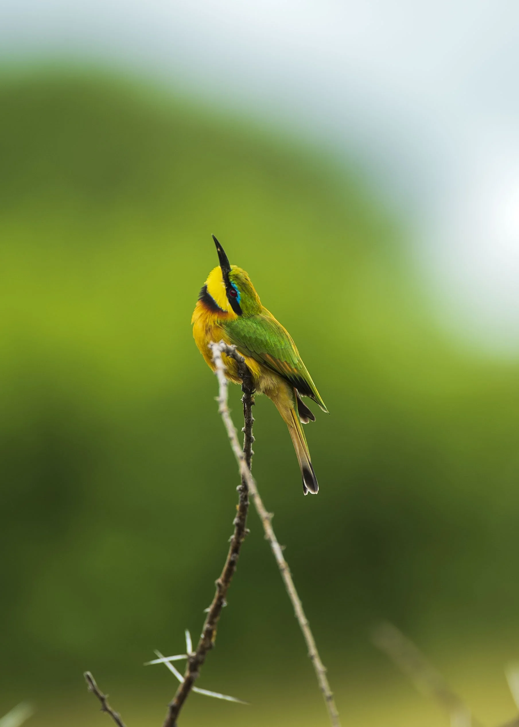 Kaoneka Safaris_91.JPG