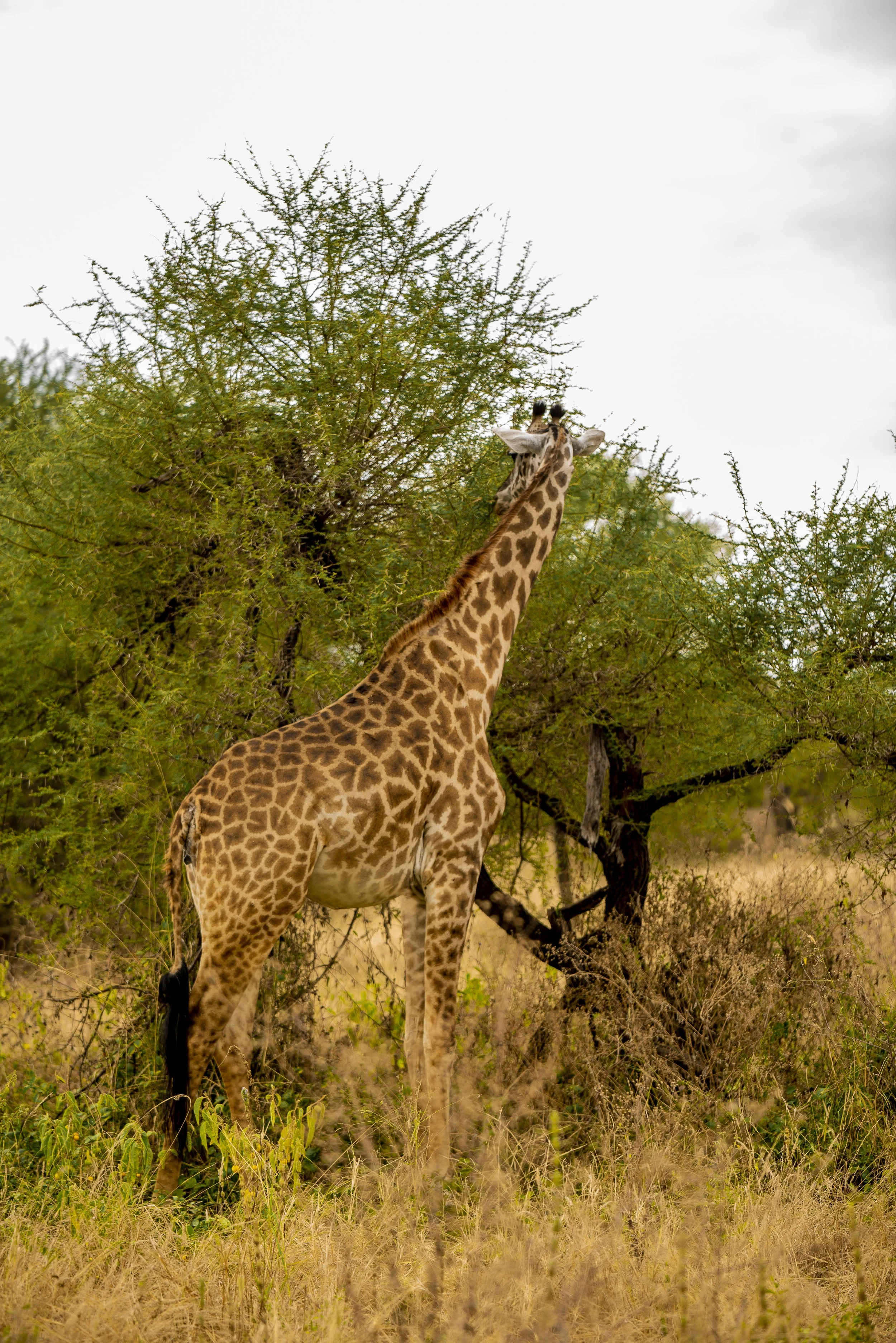 kili climb safaris_79.JPG