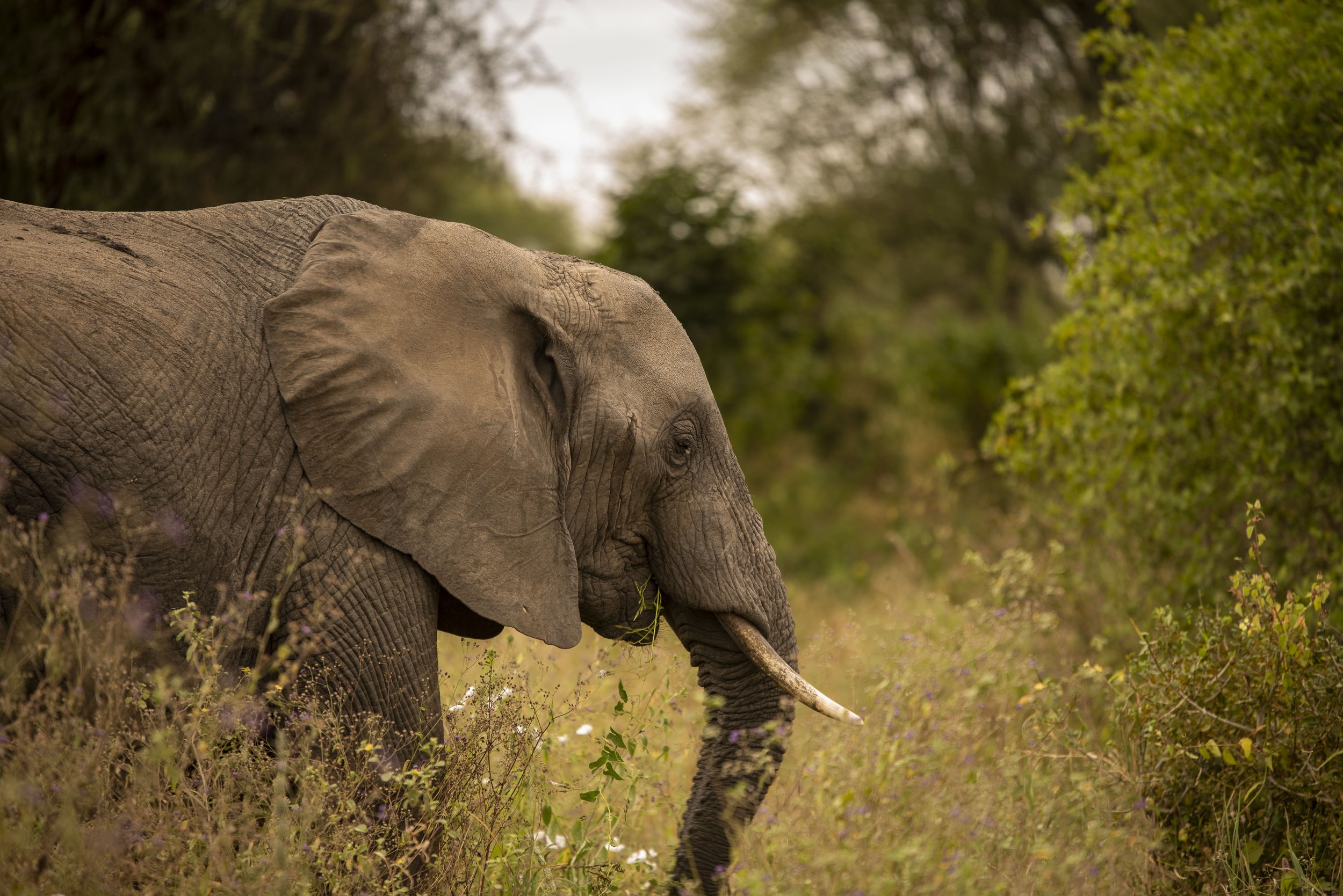 kili climb safaris_72.JPG