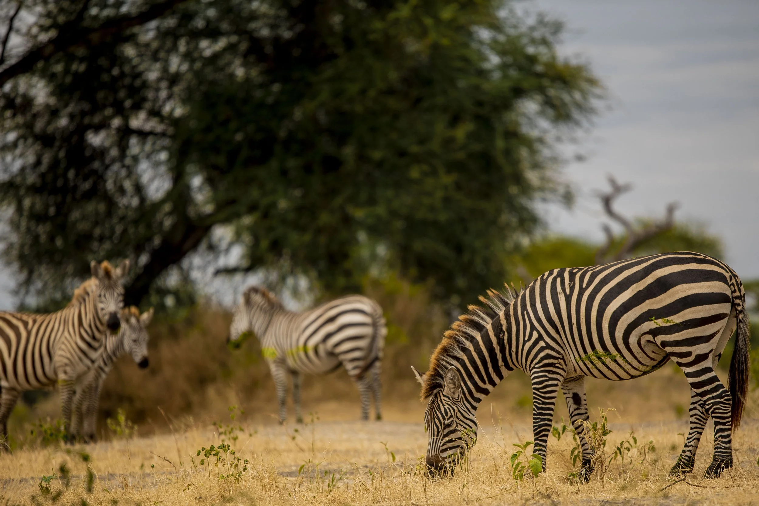 kili climb safaris_54.JPG