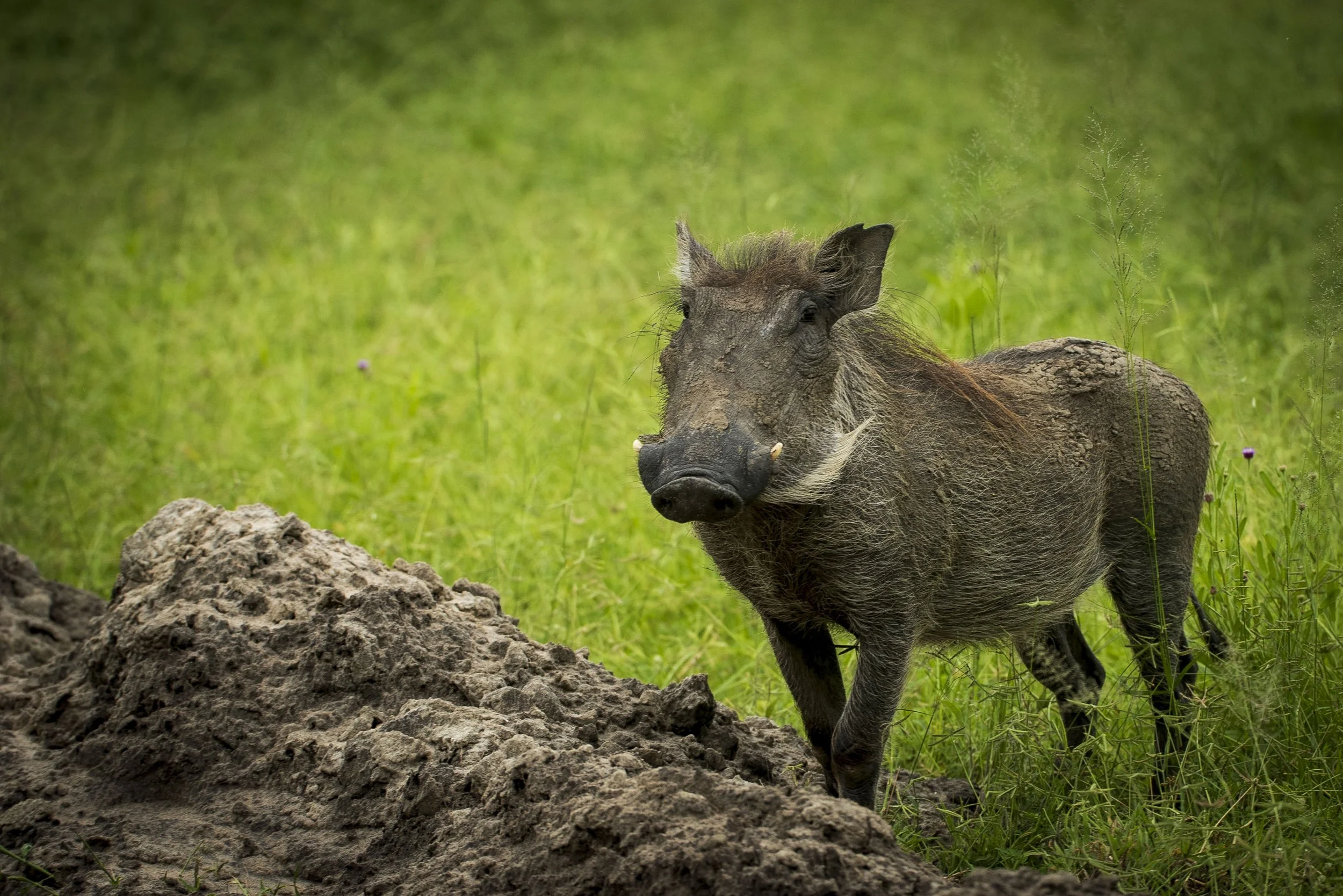 Kaoneka Safaris_120.JPG