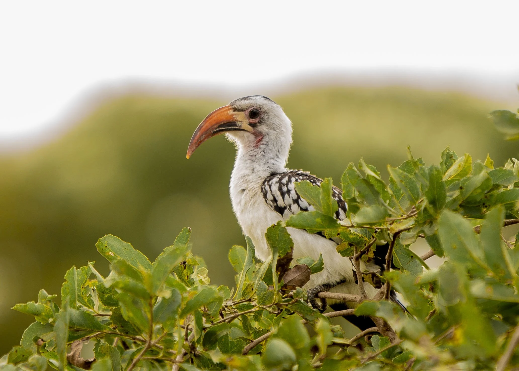 kili climb safaris_75.JPG