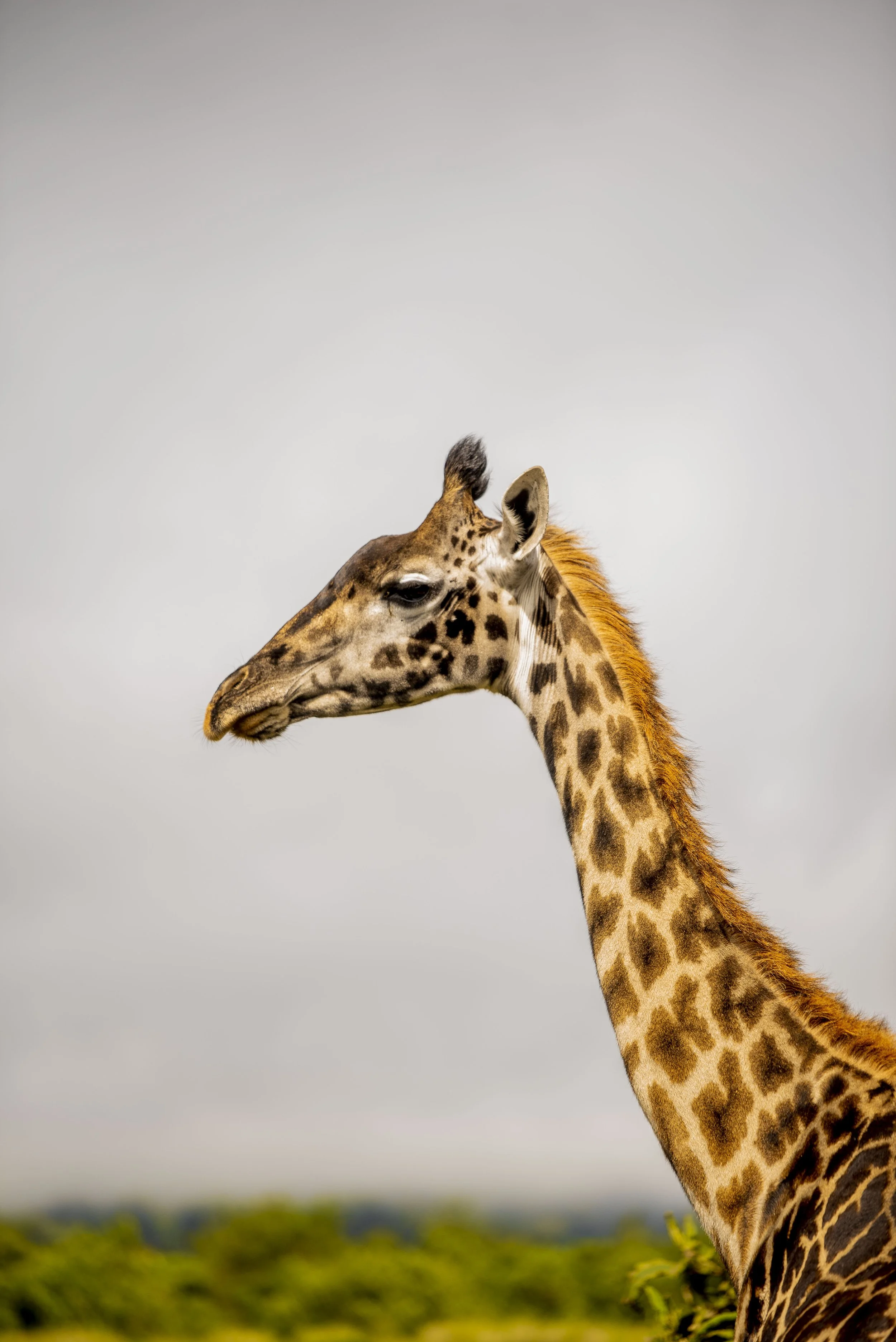 kili climb safaris_99.JPG