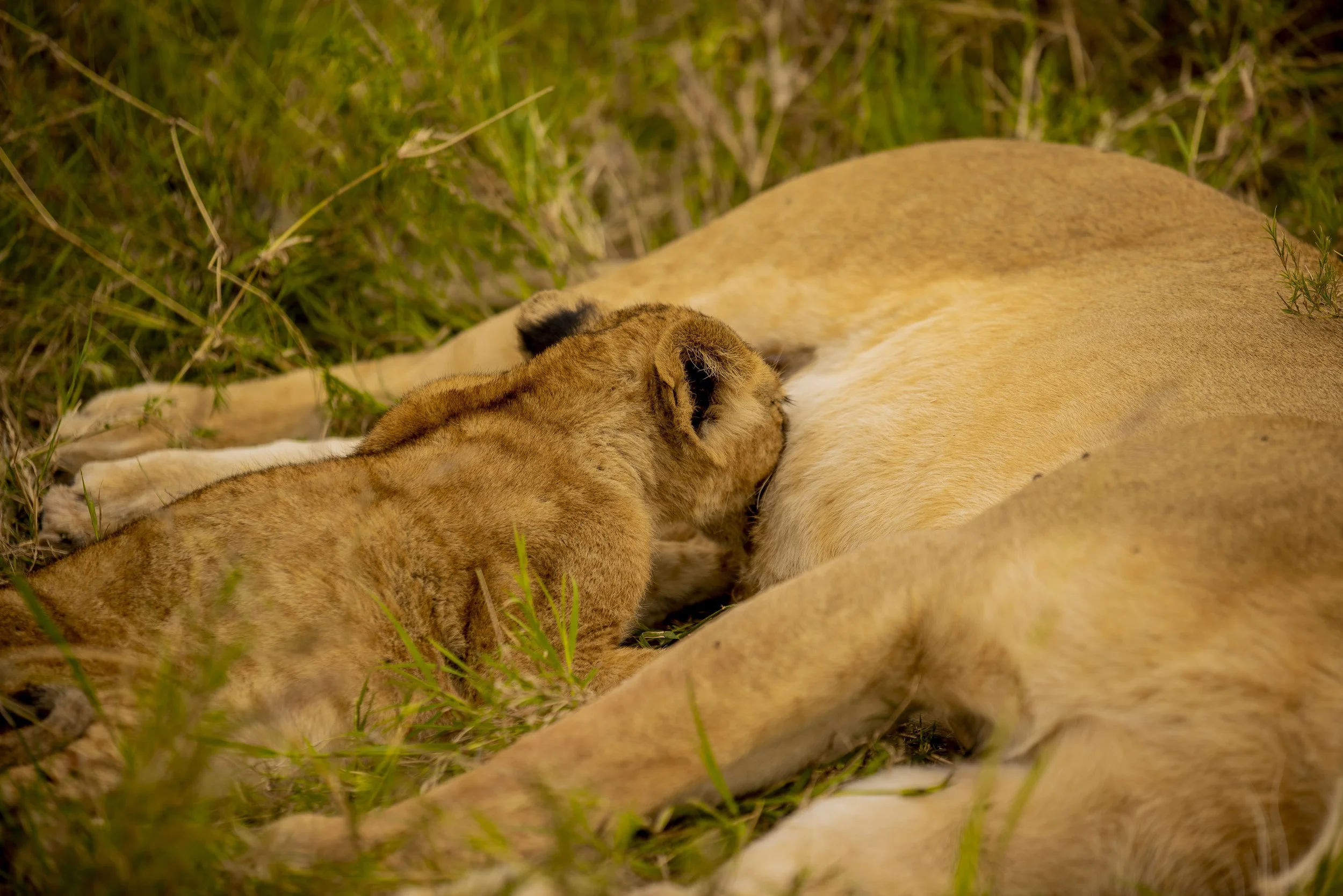 kili climb safaris_155.JPG