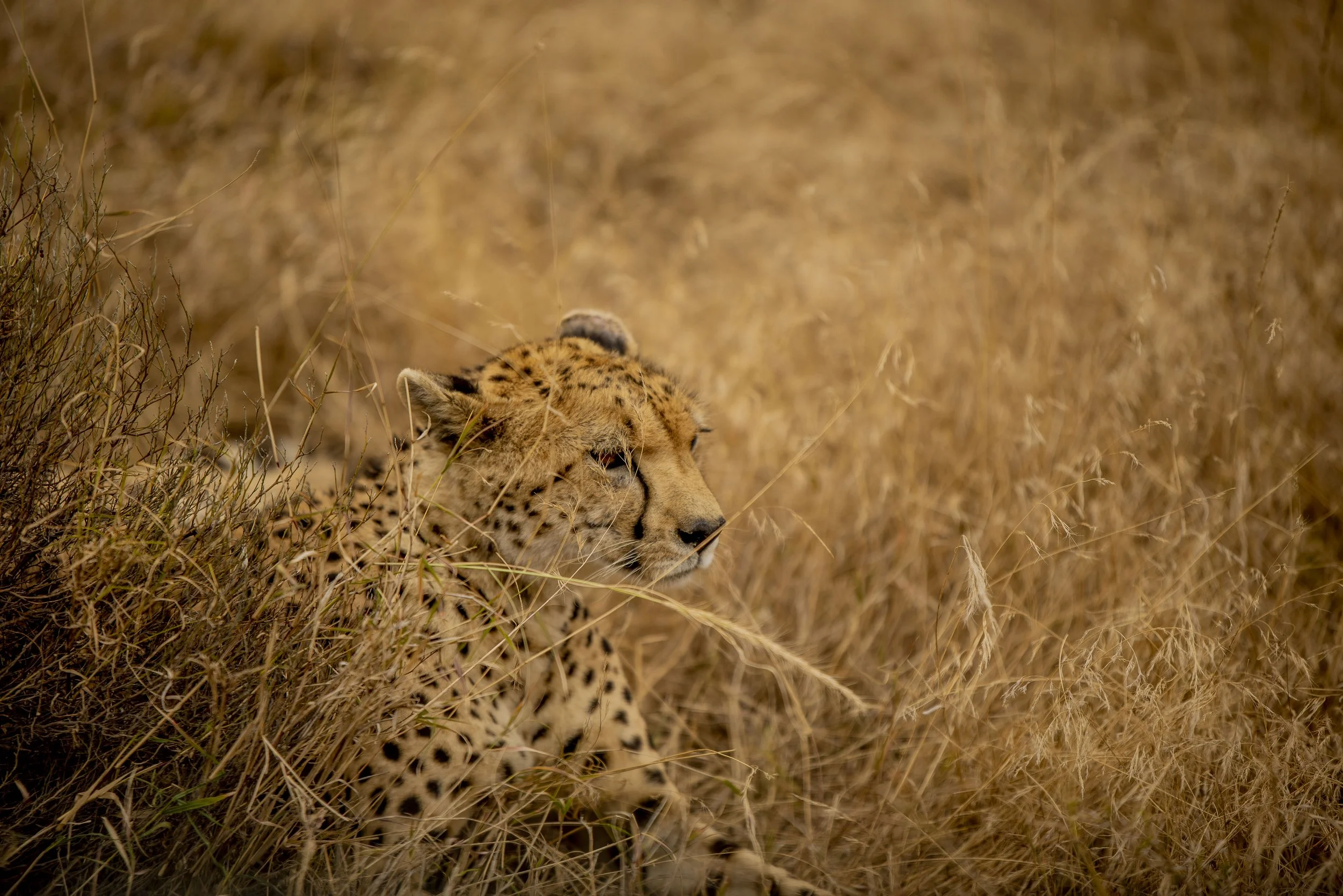 kili climb safaris_127.JPG