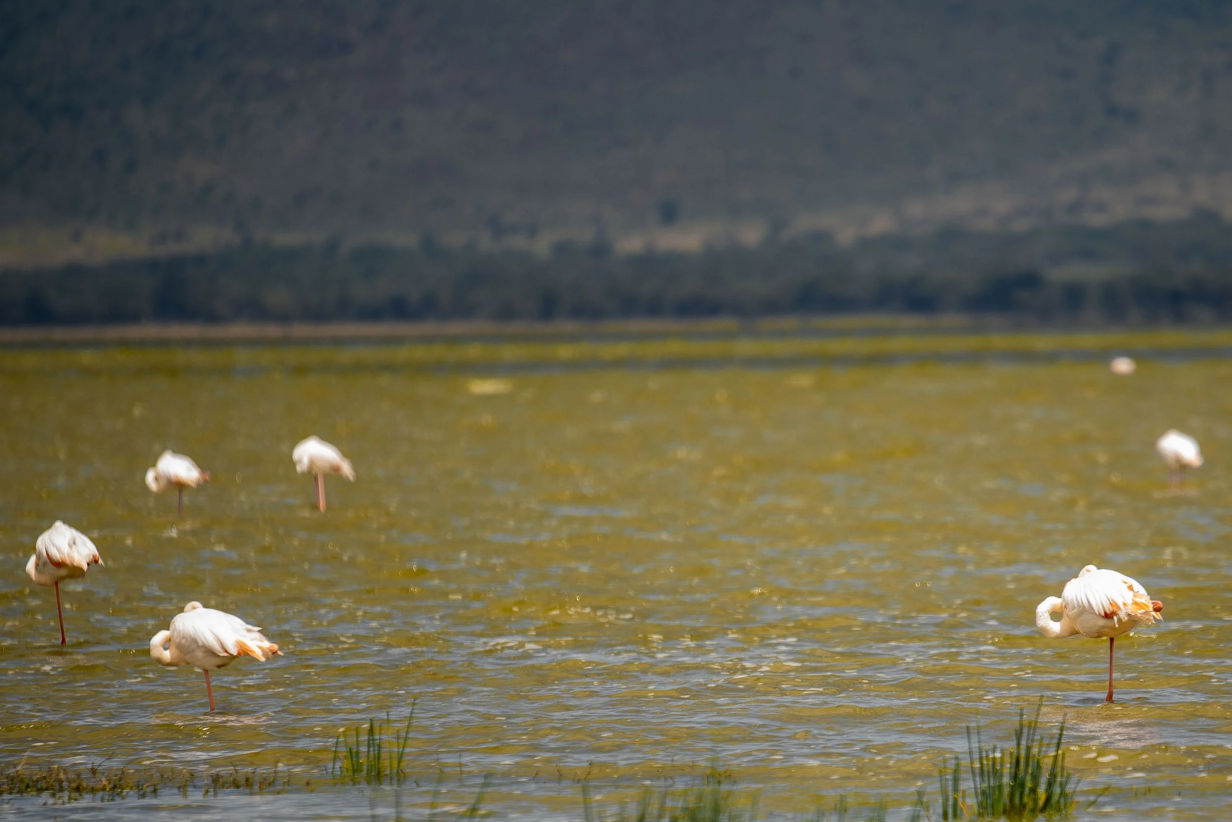 kili climb safaris_246.JPG