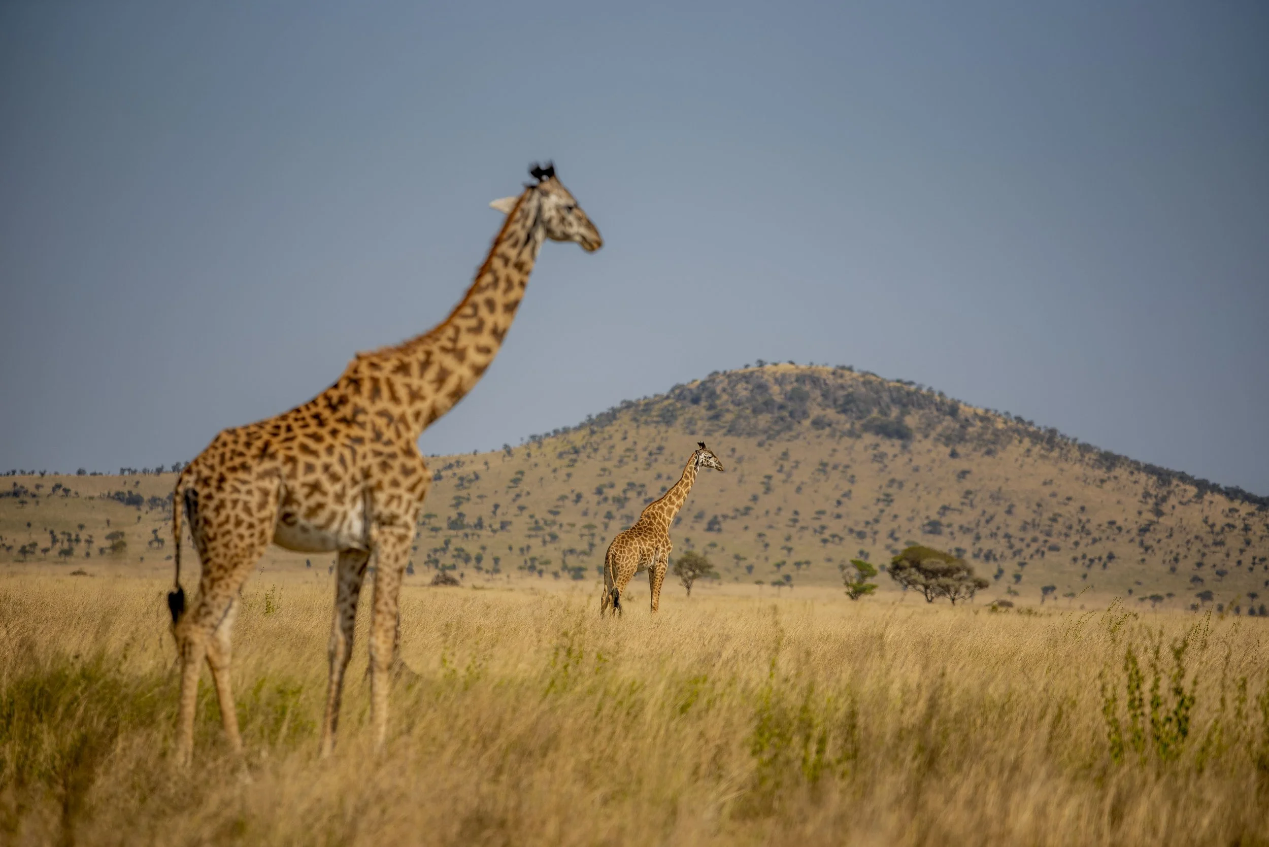 kili climb safaris_20.JPG