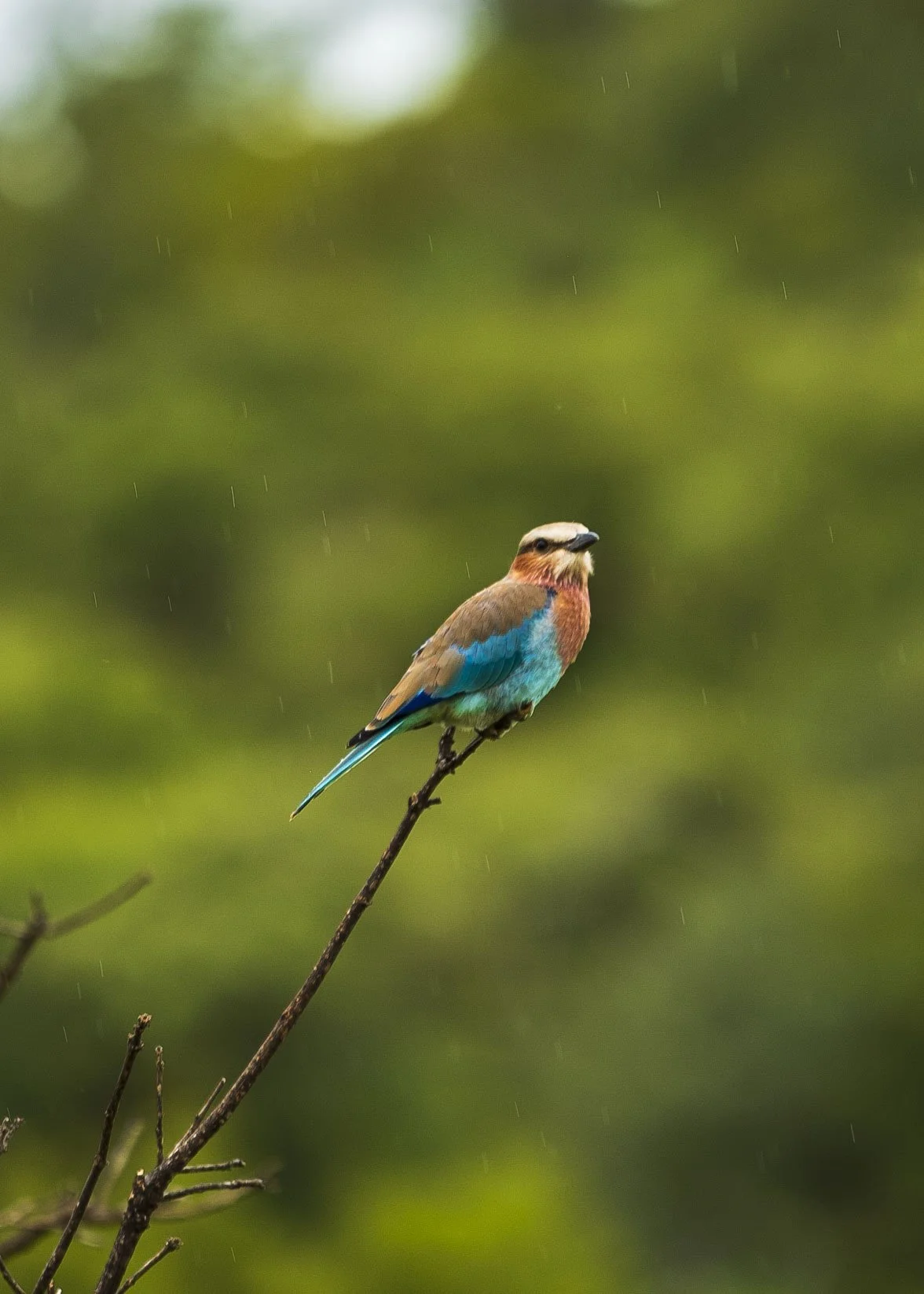 Kaoneka Safaris_59.JPG