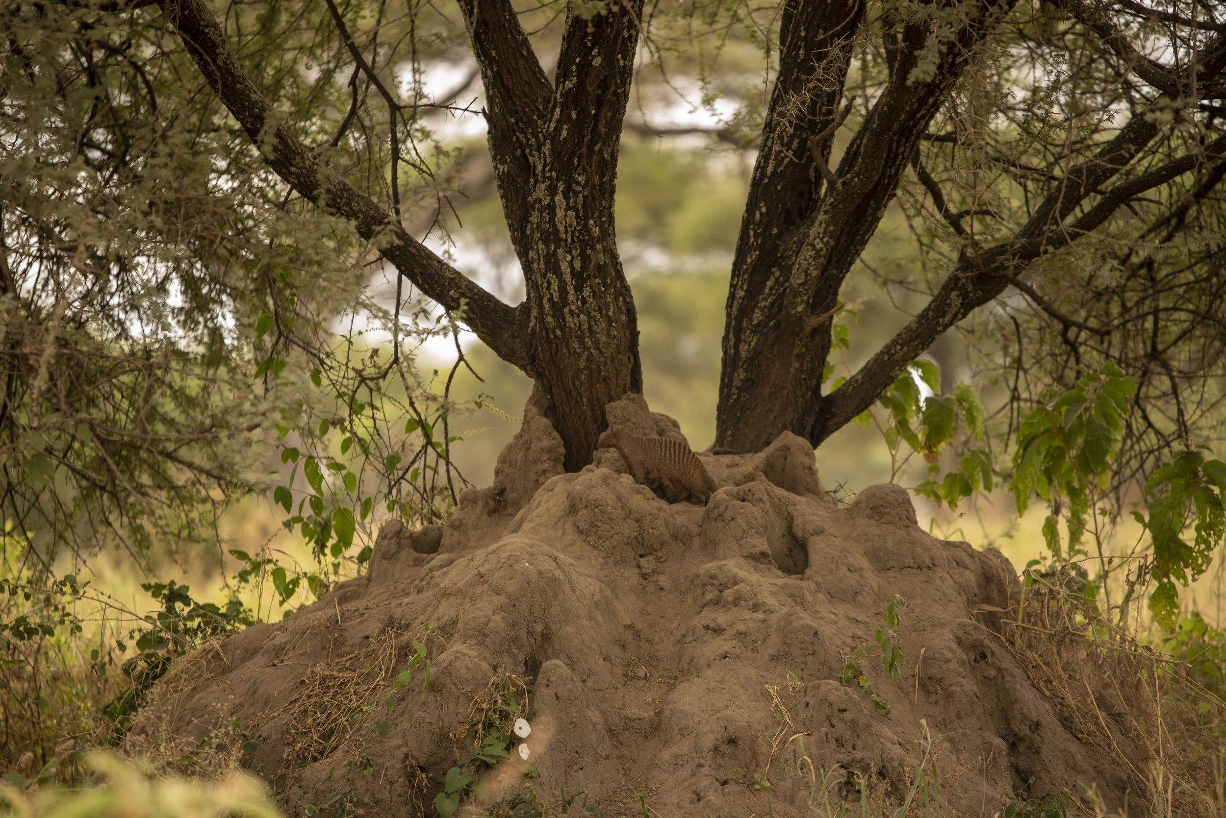 kili climb safaris_47.JPG