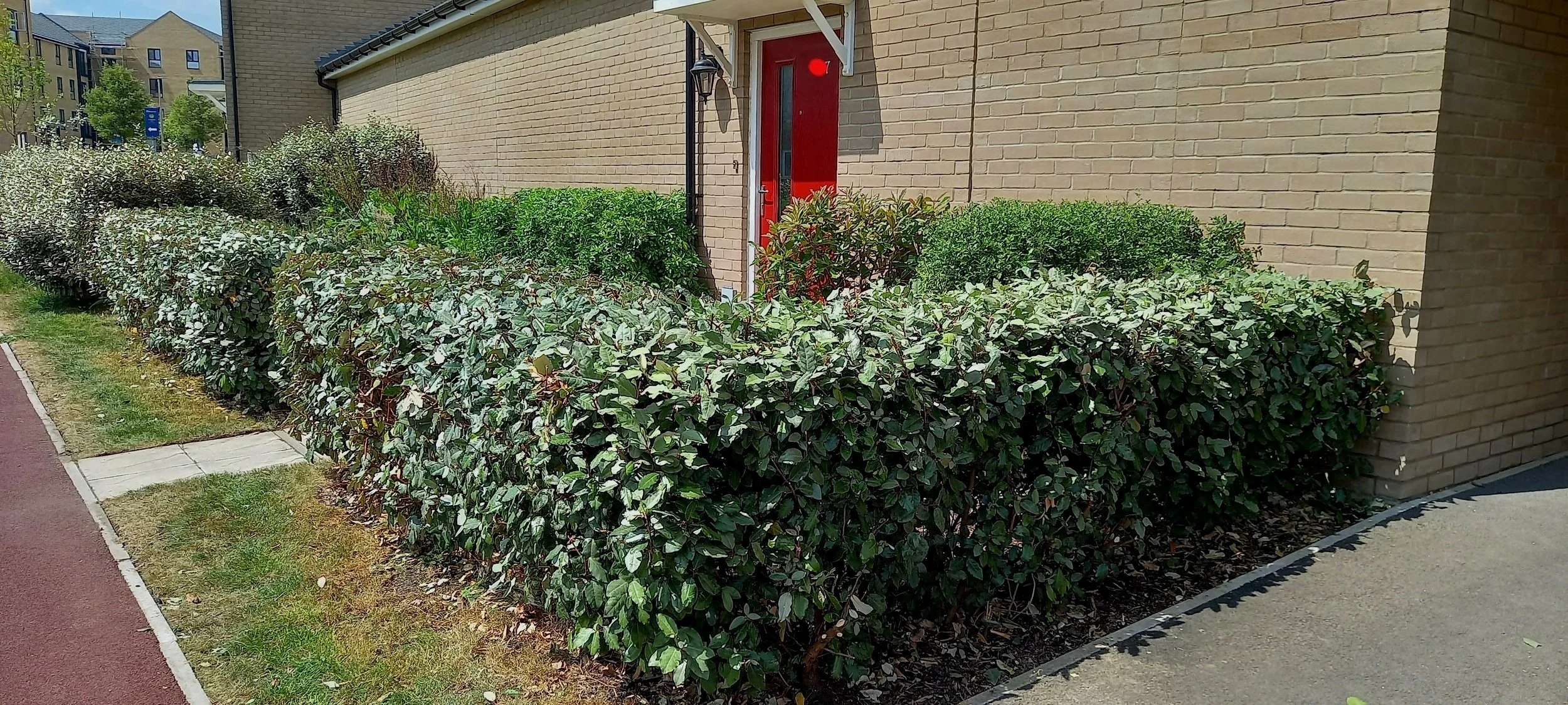 Bushes surrounding this home neatly trimmed with touches of topiary.