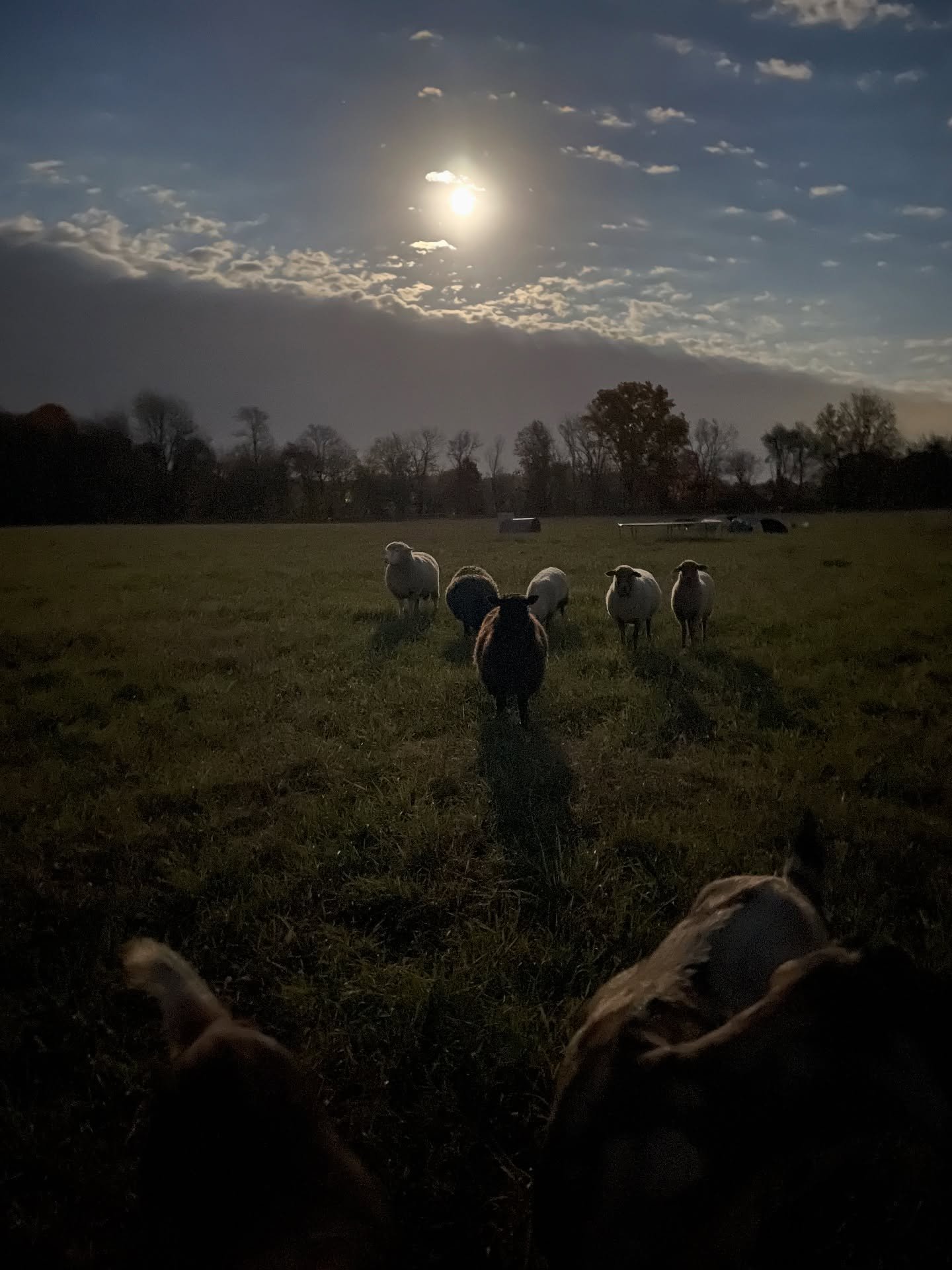 The best part about this picture? That is the moon! 🌕 

#localfarm #swmichigan #michiganfarm #smallfarm #grassfedlamb #pastureraised #livestock #farmviews
