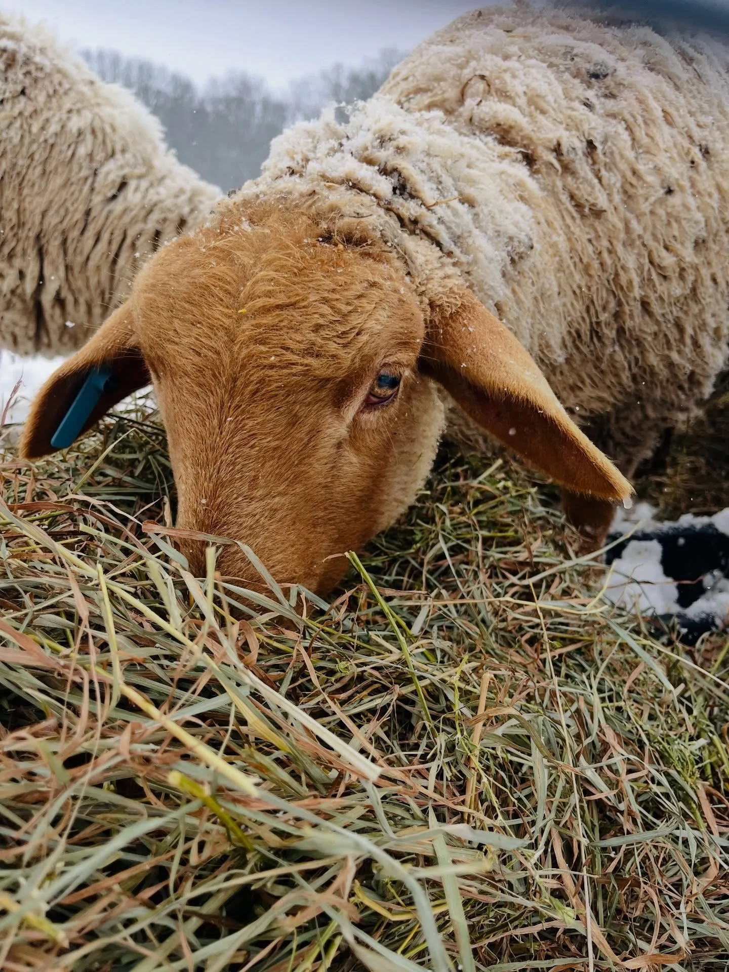 A snow day. 

Today is the first day it has felt like our family can breathe since the fire a month ago and we are looking forward to 2026. My favorite duo in the above photos is cupcake the goat and berlioze the pig 🐽 they are inseparable besties a