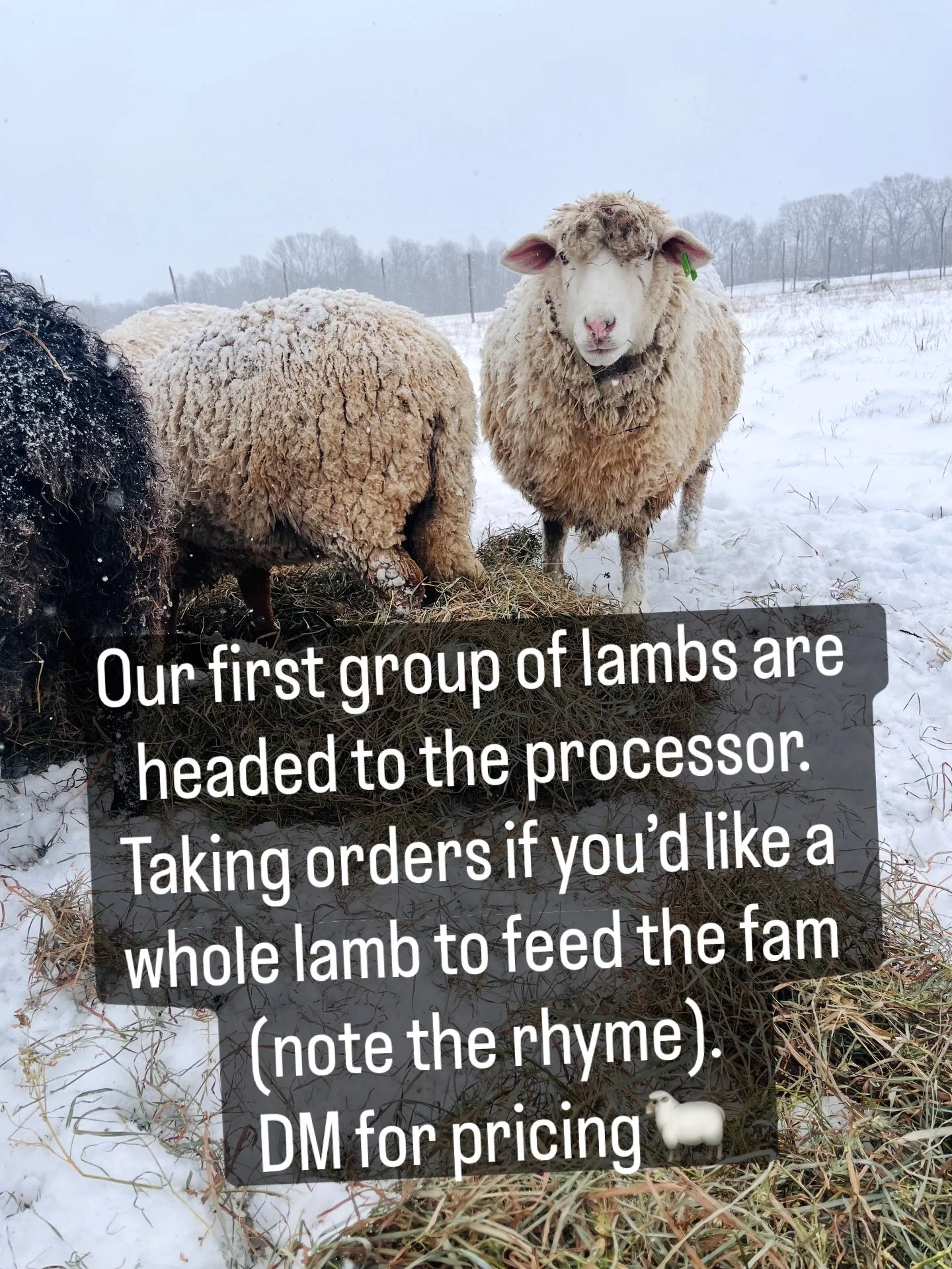 New year, new ewe? New year, same and more fatigued us. We have some lambs scheduled for freezer camp later this month. Reach out if you&rsquo;d like to reserve one for your self. 

Website will be updated with pricing and details as soon as&hellip;.