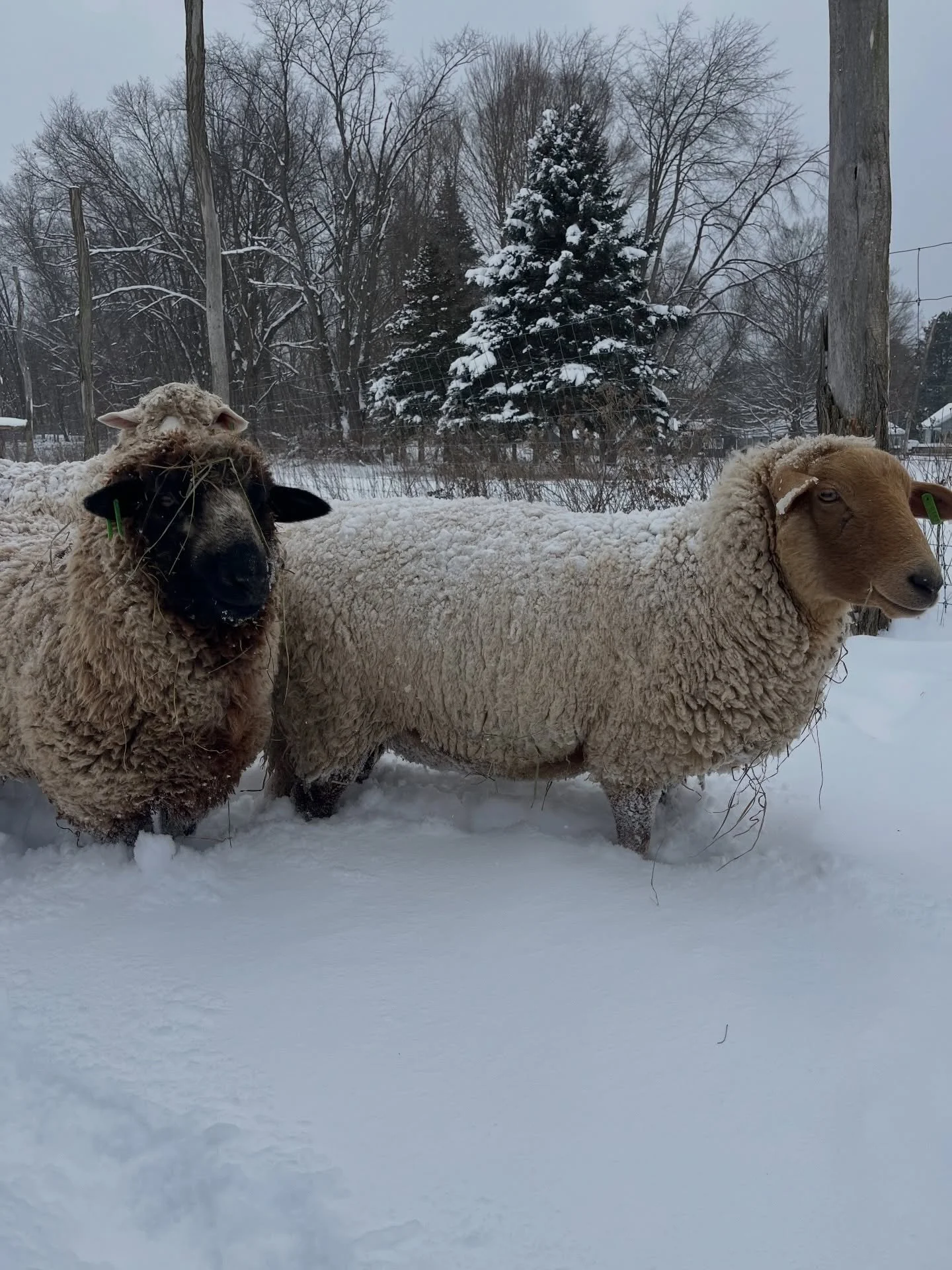 Prepping for this upcoming Arctic cold snap is no small feat. Daisy wanted to be helpful (picture 2). The snow ❄️ has been seemingly nonstop and is up to my calves when we walk outside. 

We lined up shelters to create an epic wind break and everyone