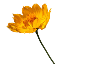 Yellow cosmos flower with a dark center and long green stem