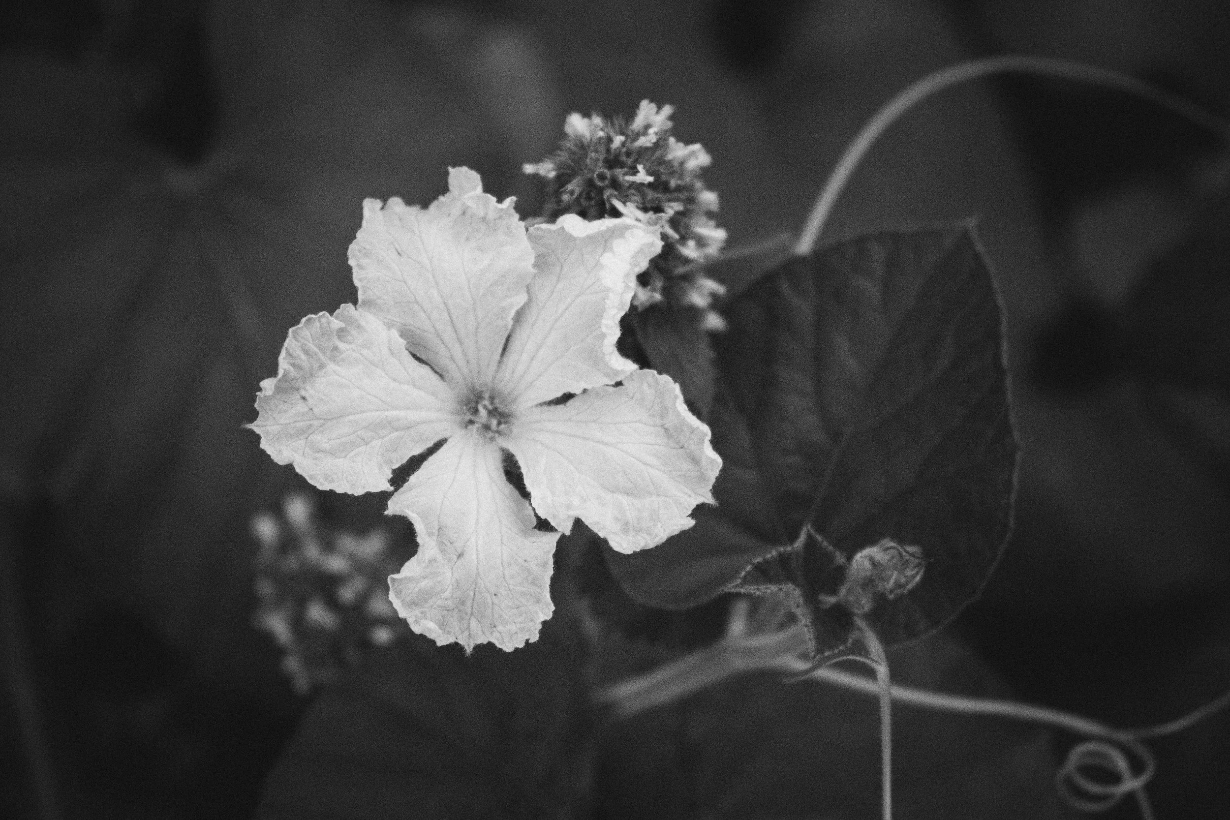 Birdhouse Gourd Flower