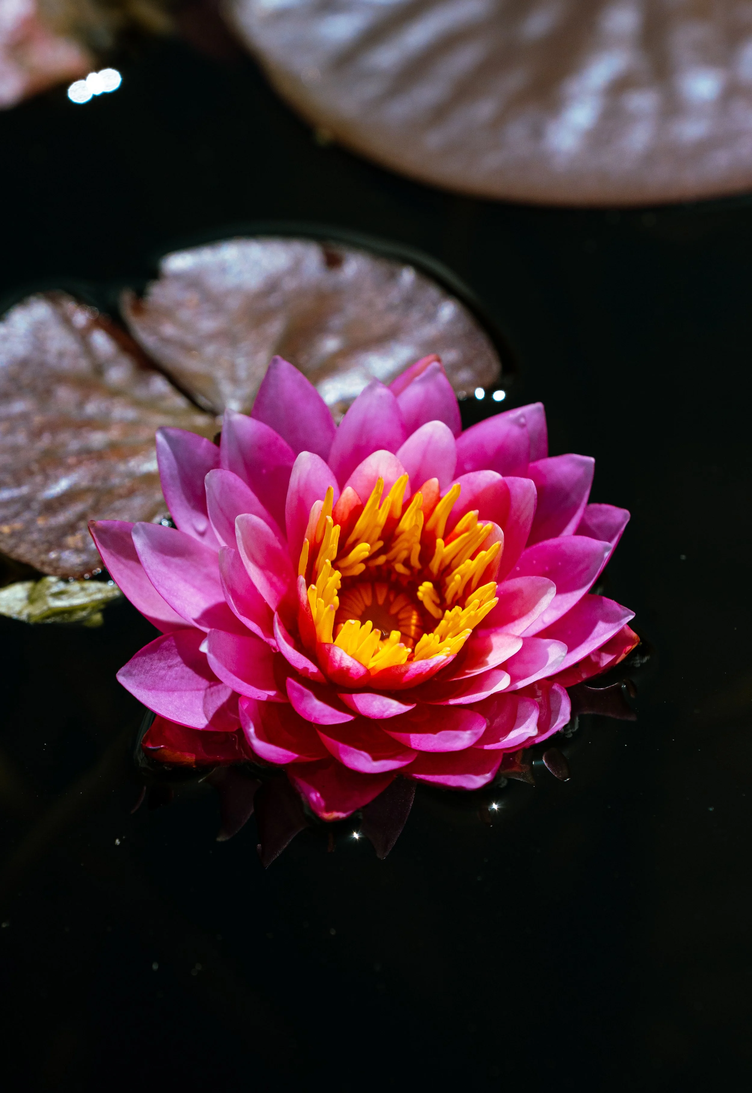 A pink water lily with yellow stamens floating on dark water surrounded by lily pads.