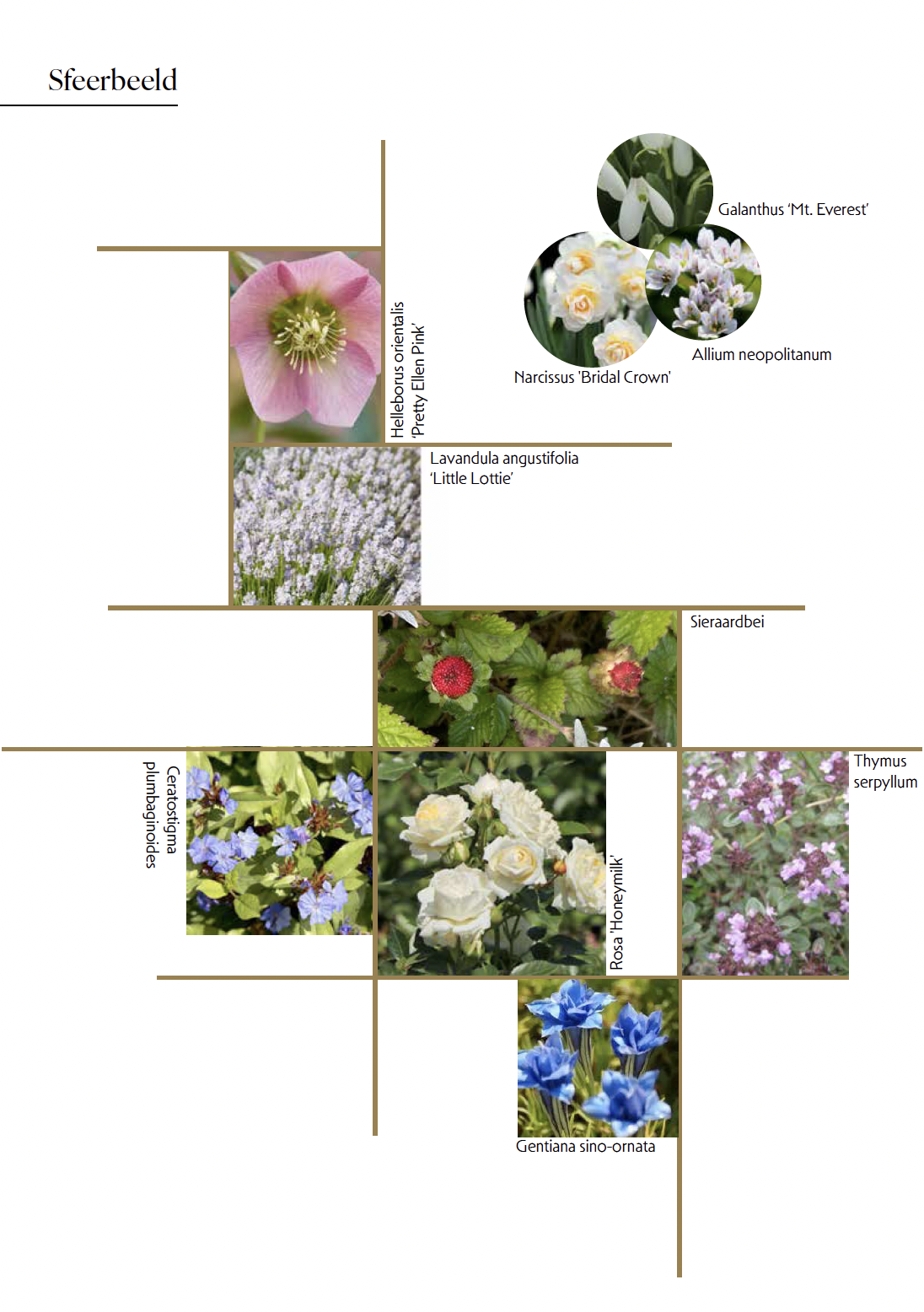 Beelden van bloeiende planten met hun namen erbij.