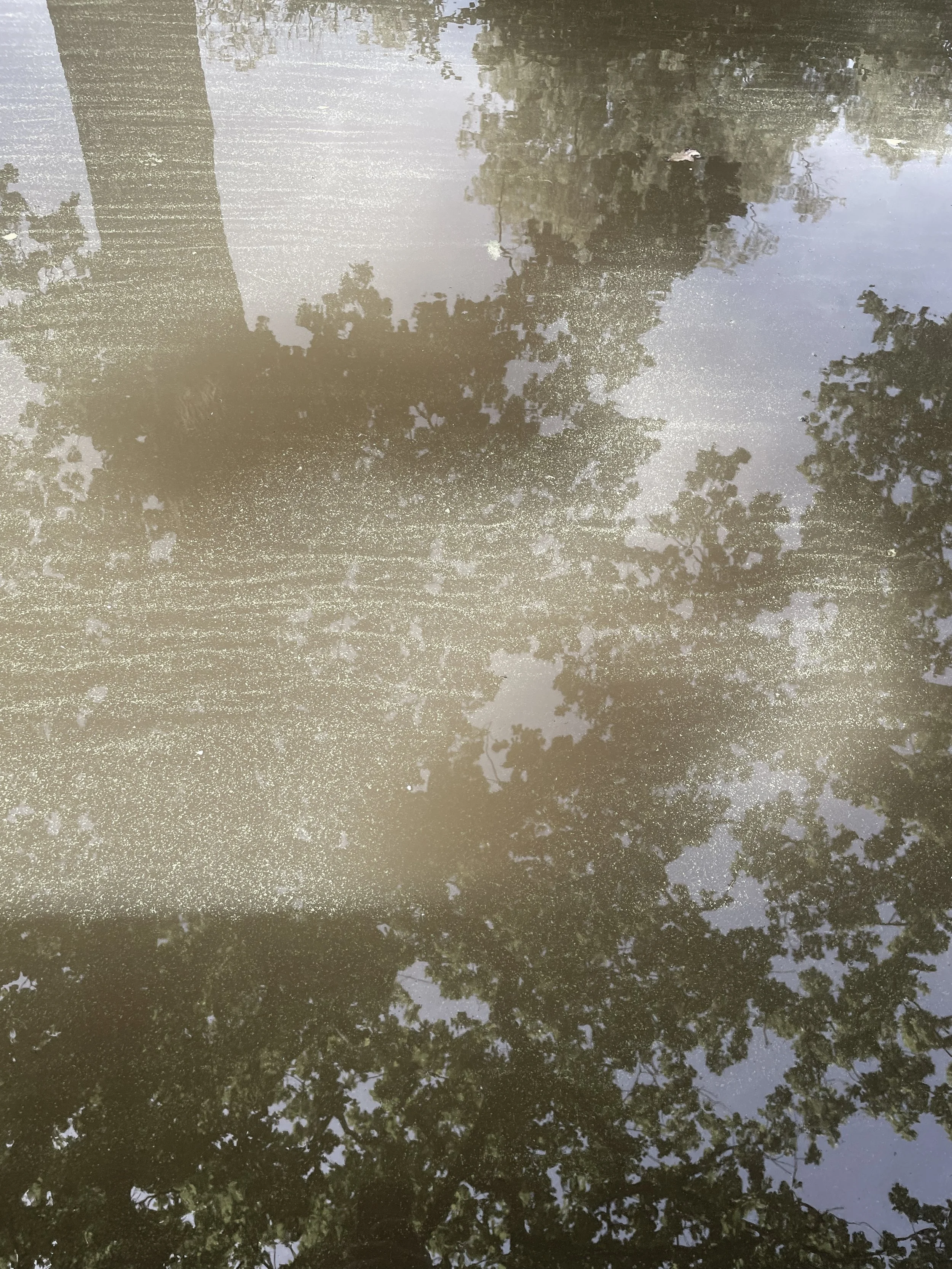 Reflected trees and sky on a wet surface, likely a puddle of water.
