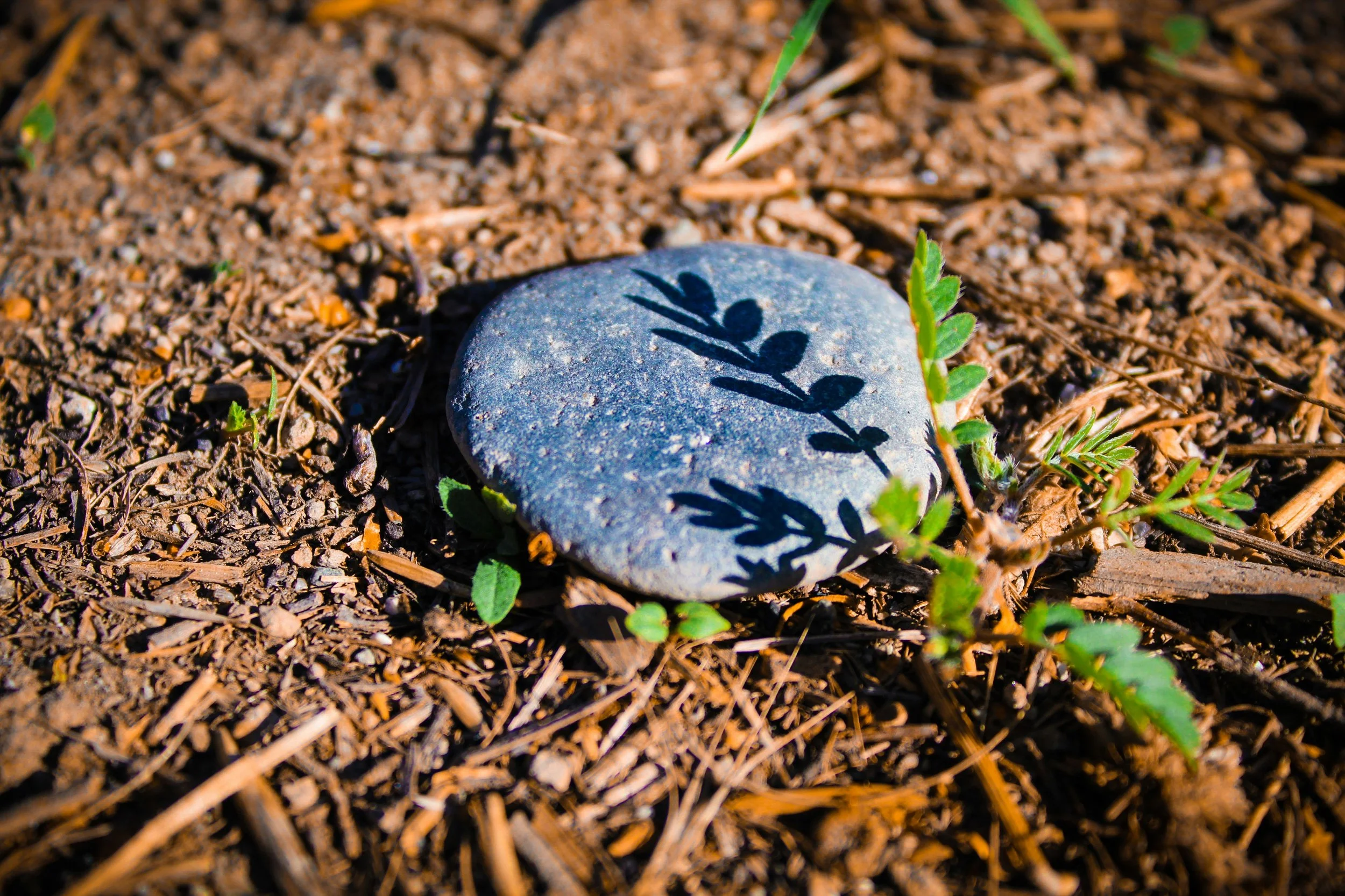 Een gladde, grijze steen op de aarde met de schaduw van een tak met bladeren erop.
