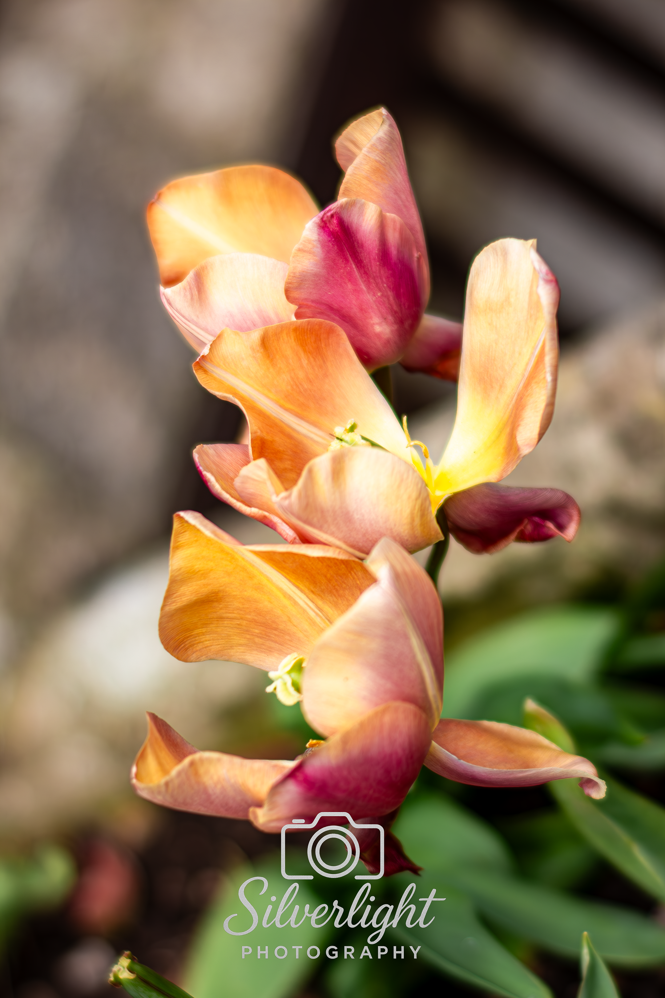 A close-up of a peach-colored parrot tulip with layered petals, some of which are pink and yellow, against a blurred background.