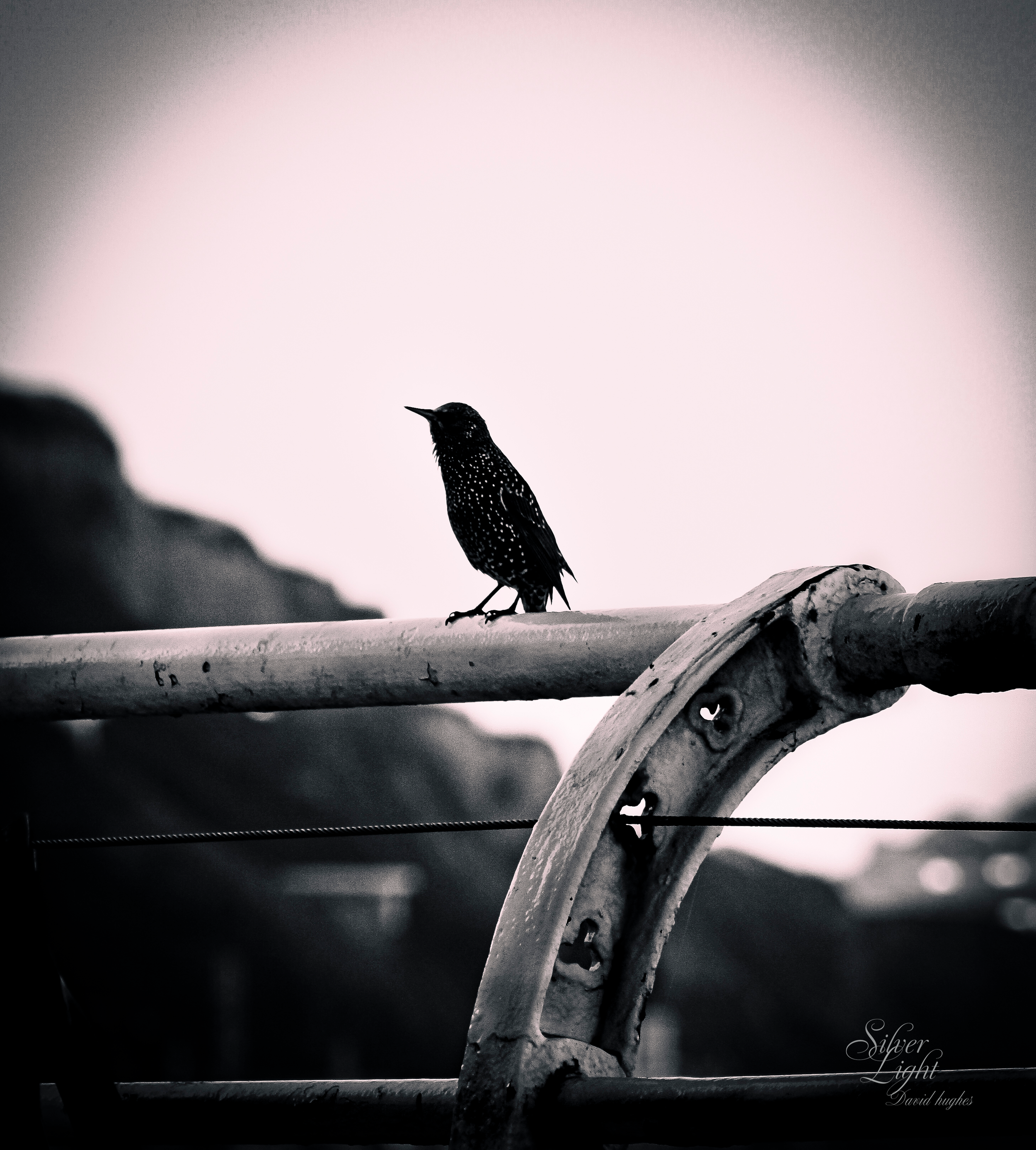 Best of Black &amp; White