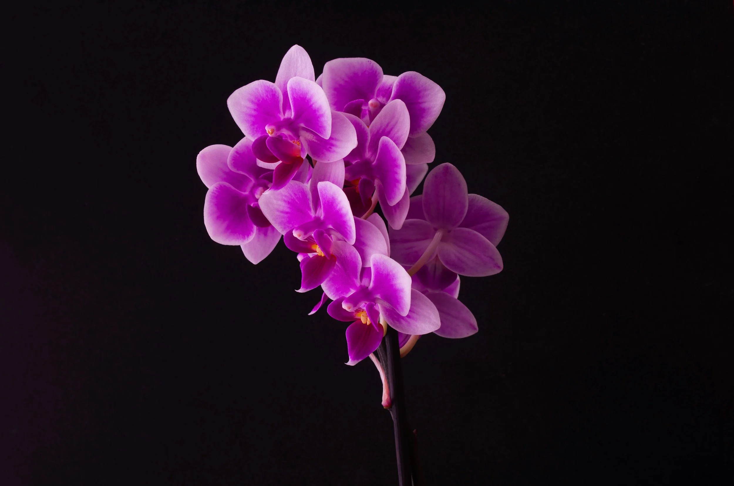 Close-up of a cluster of pink and purple orchids on a black background.