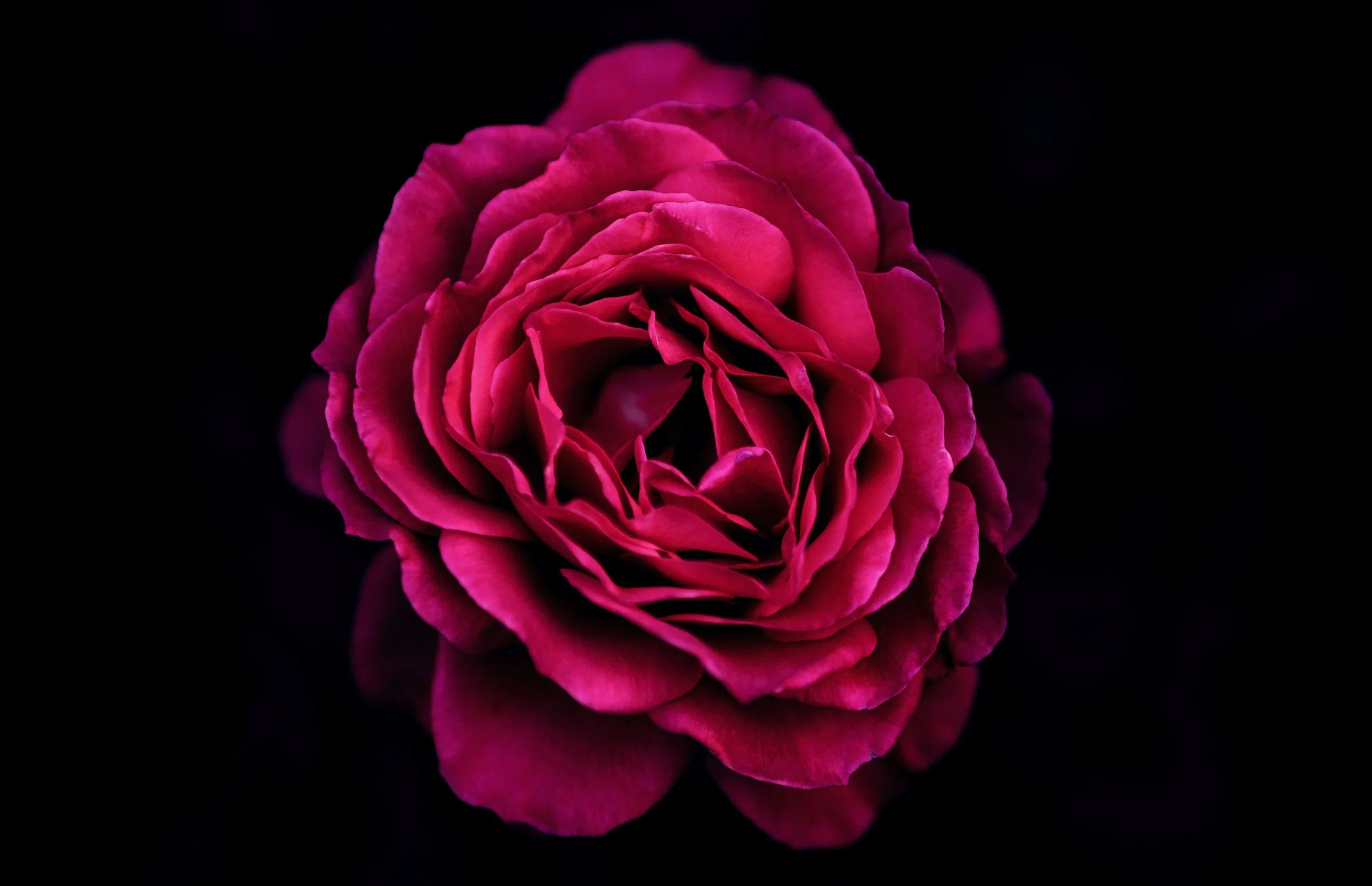 Close-up of a vibrant pink rose against a black background.