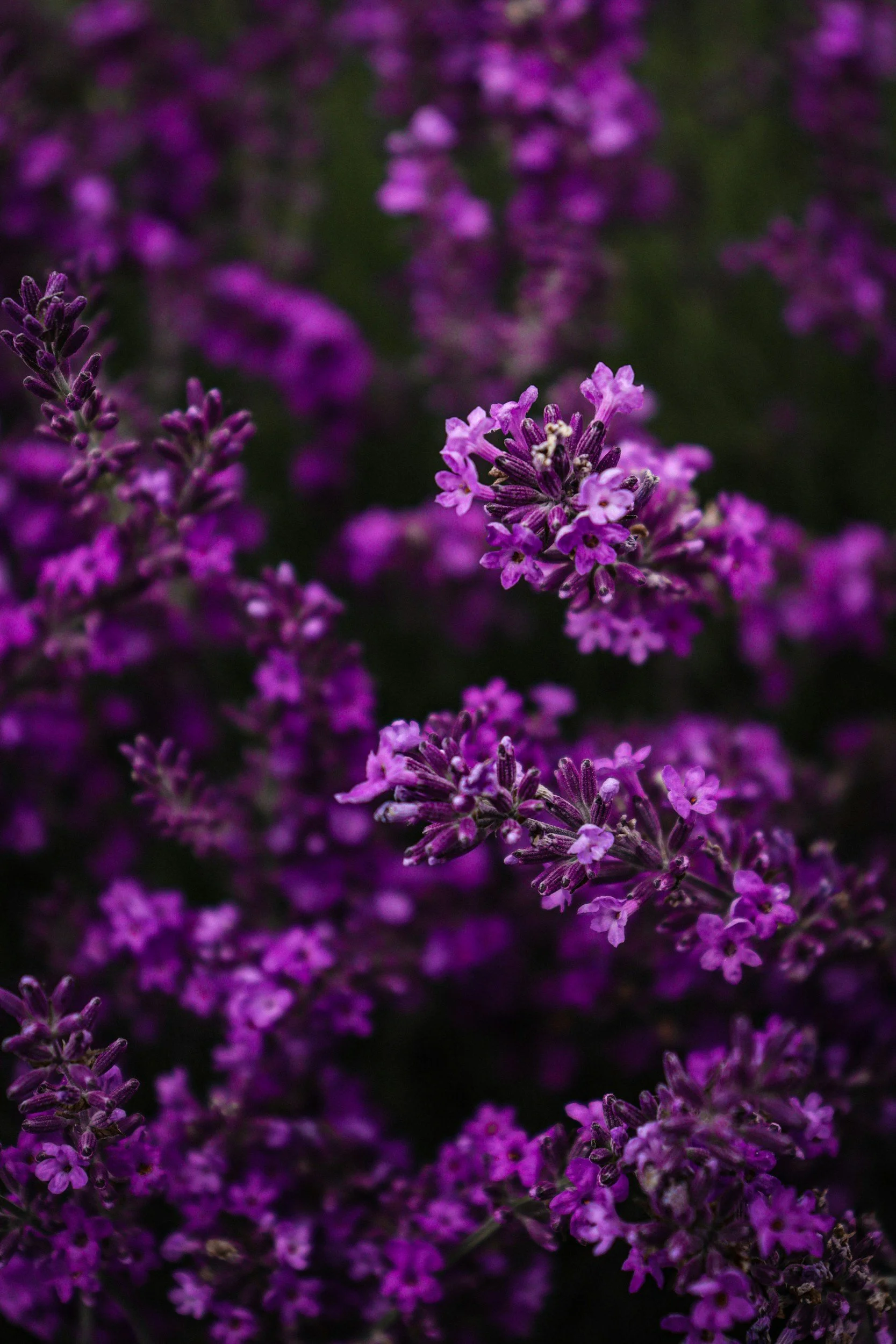 Close-up of purple lavender flowers in a garden.