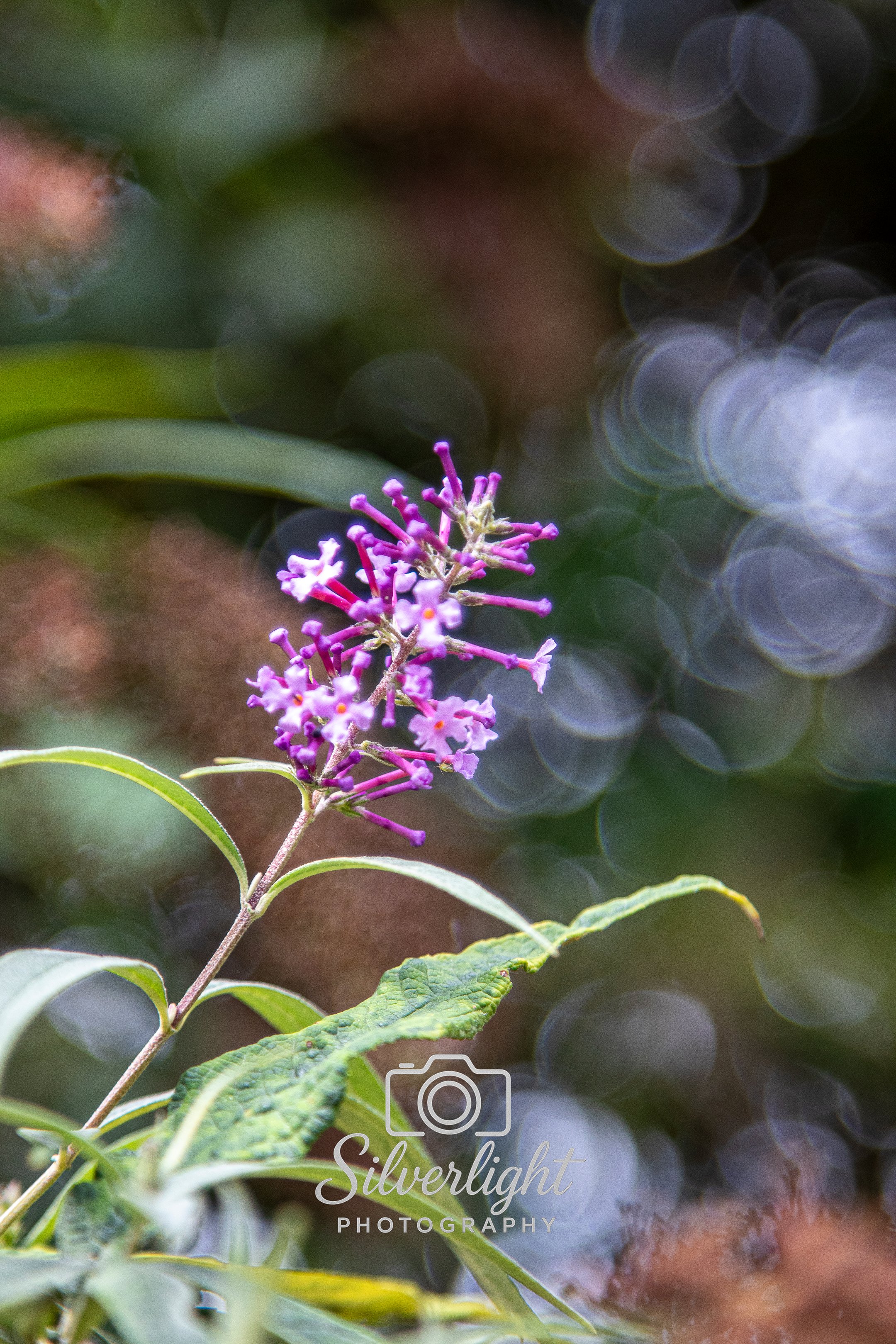 Close-up of a purple and pink flower with green leaves and blurred background with circular bokeh effects.