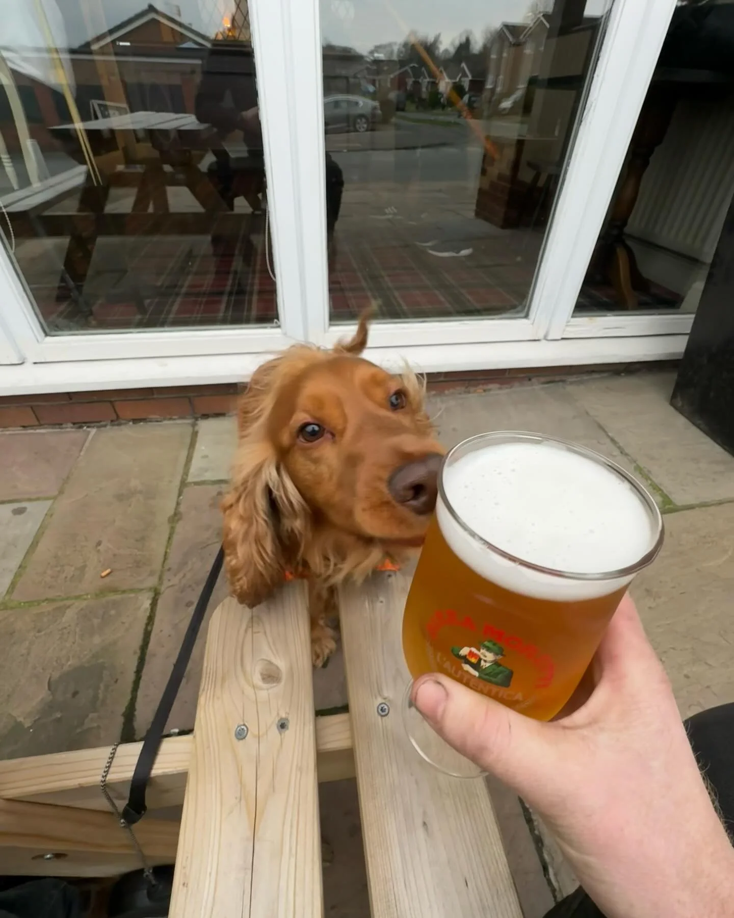 Wrapped up a busy week with a refreshing walk, a Madri, and the best company&mdash;Teddy! 🍻🐶 Cheers to the weekend! #WorkHardRelaxHarder #PubPitstop #Spaniel #Madri