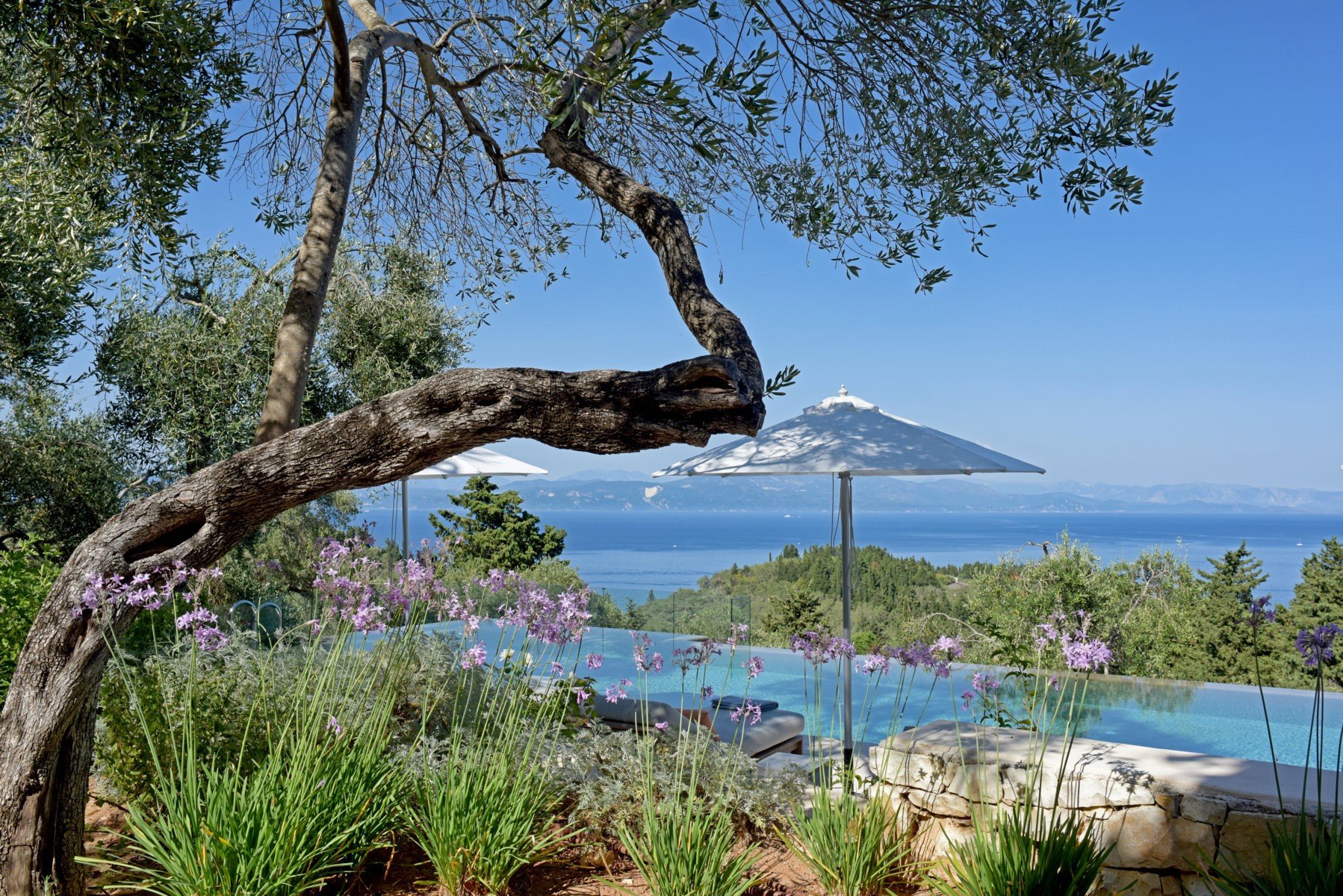 Villa Persephone olive trees and pool.jpg